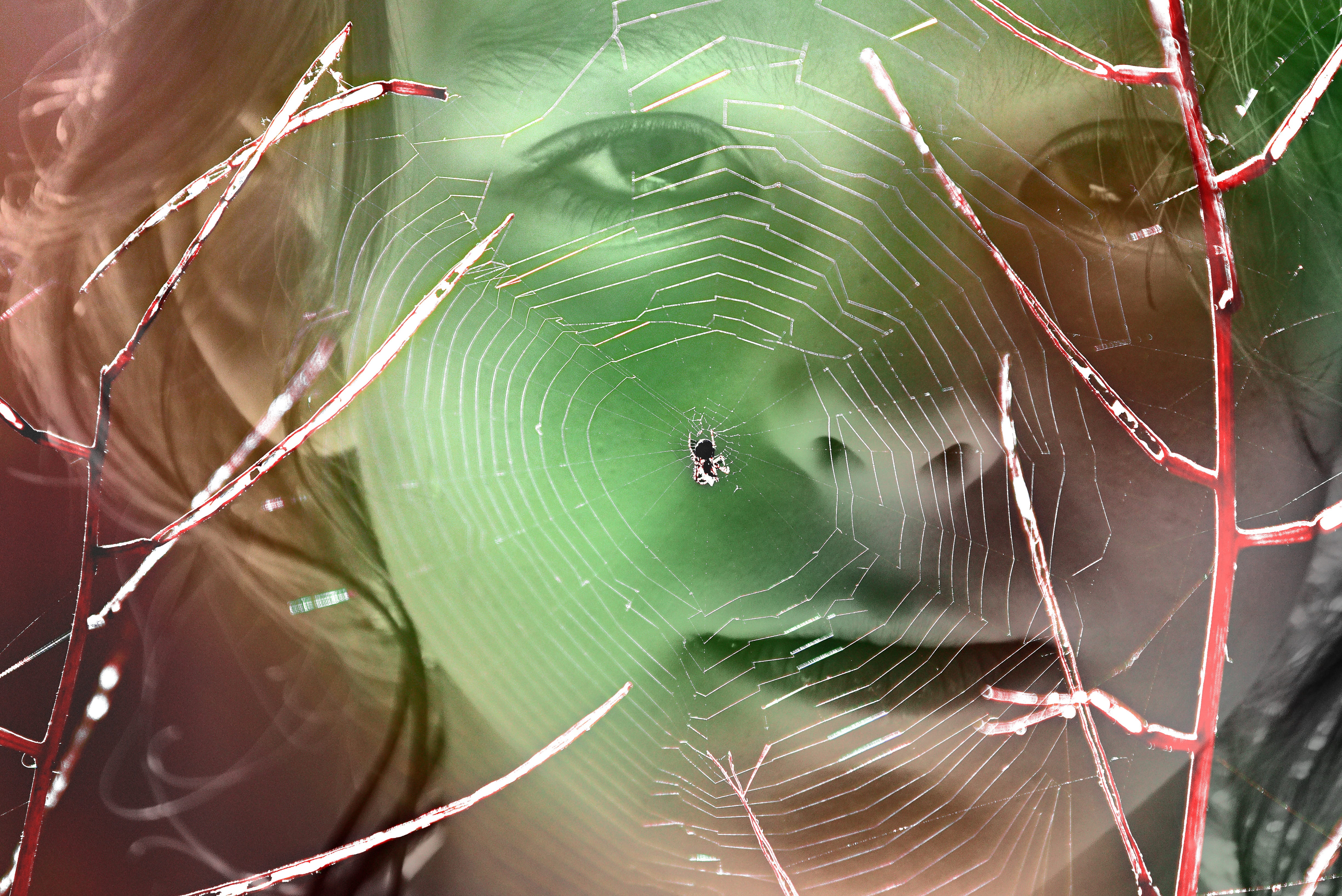 spooky, animal, animal body part, fragility, complexity, invertebrate, people, one animal, arachnid, arthropod, 4K, fantasy, animal leg, animal themes, HD Wallpaper