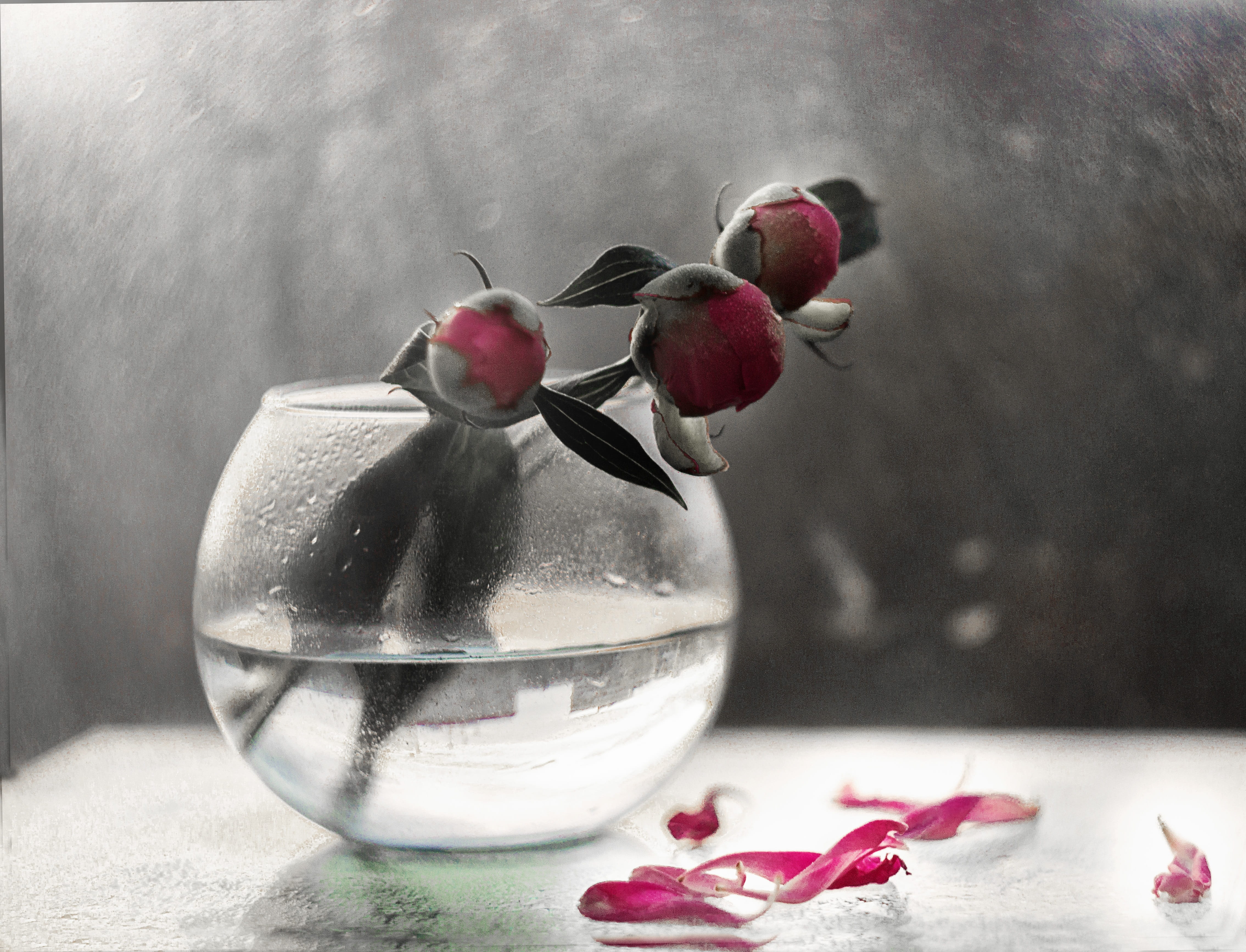 flower head, peony, table, pink color, beauty in nature, subject survey, flowering plant, petal, vulnerability, glass - material, surface, photo, glass, HD Wallpaper