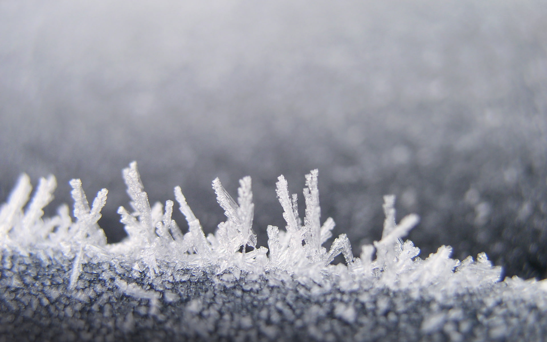 ice, hd, grass, nature, photography, frost, 1080P, winter, grayscale, macro, HD Wallpaper