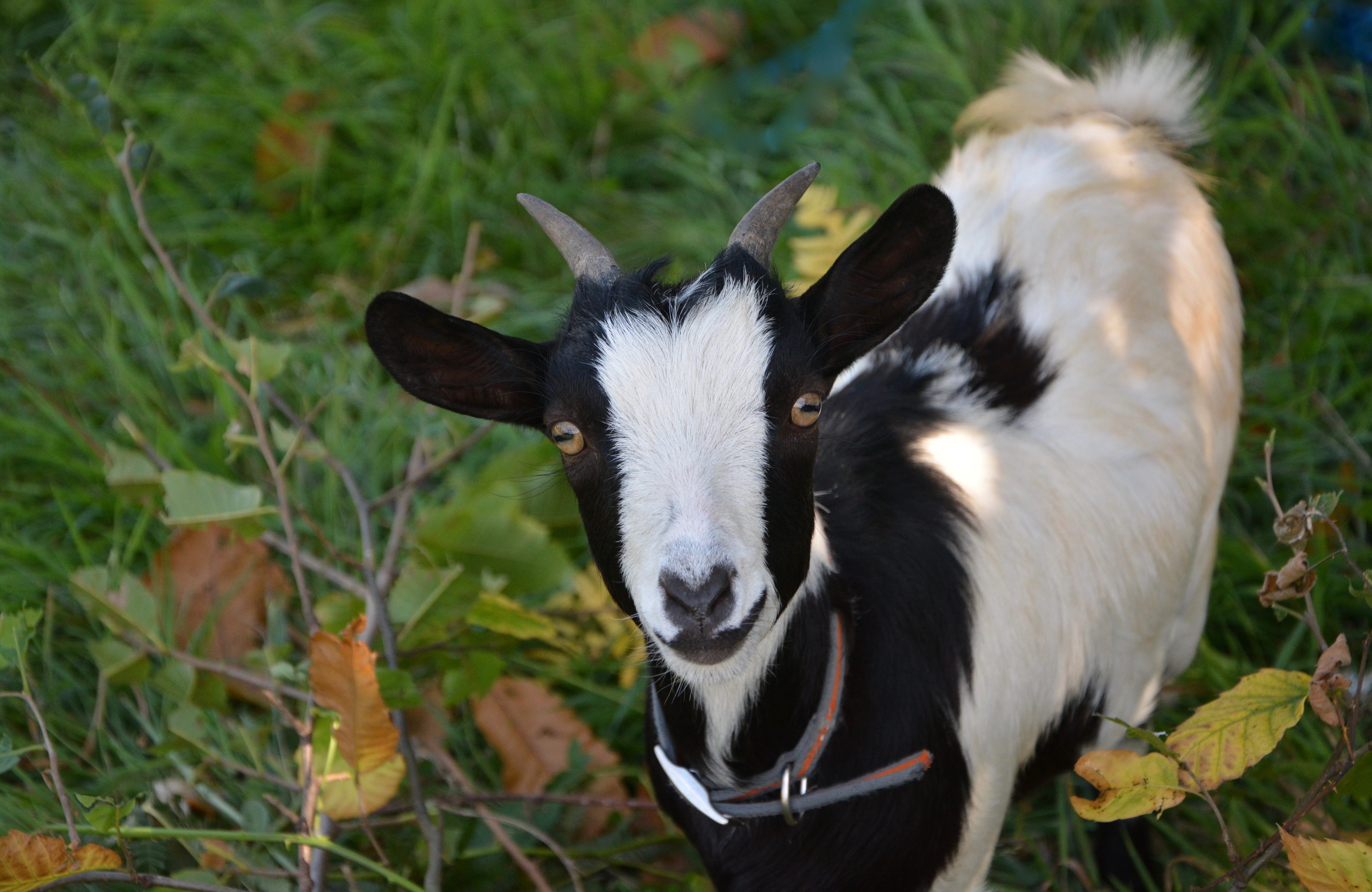 black white, animal themes, field, mammal, vertebrate, plant, herbivorous, livestock, black color, ruminant, domestic animal, animal, grass, animal wildlife, HD Wallpaper