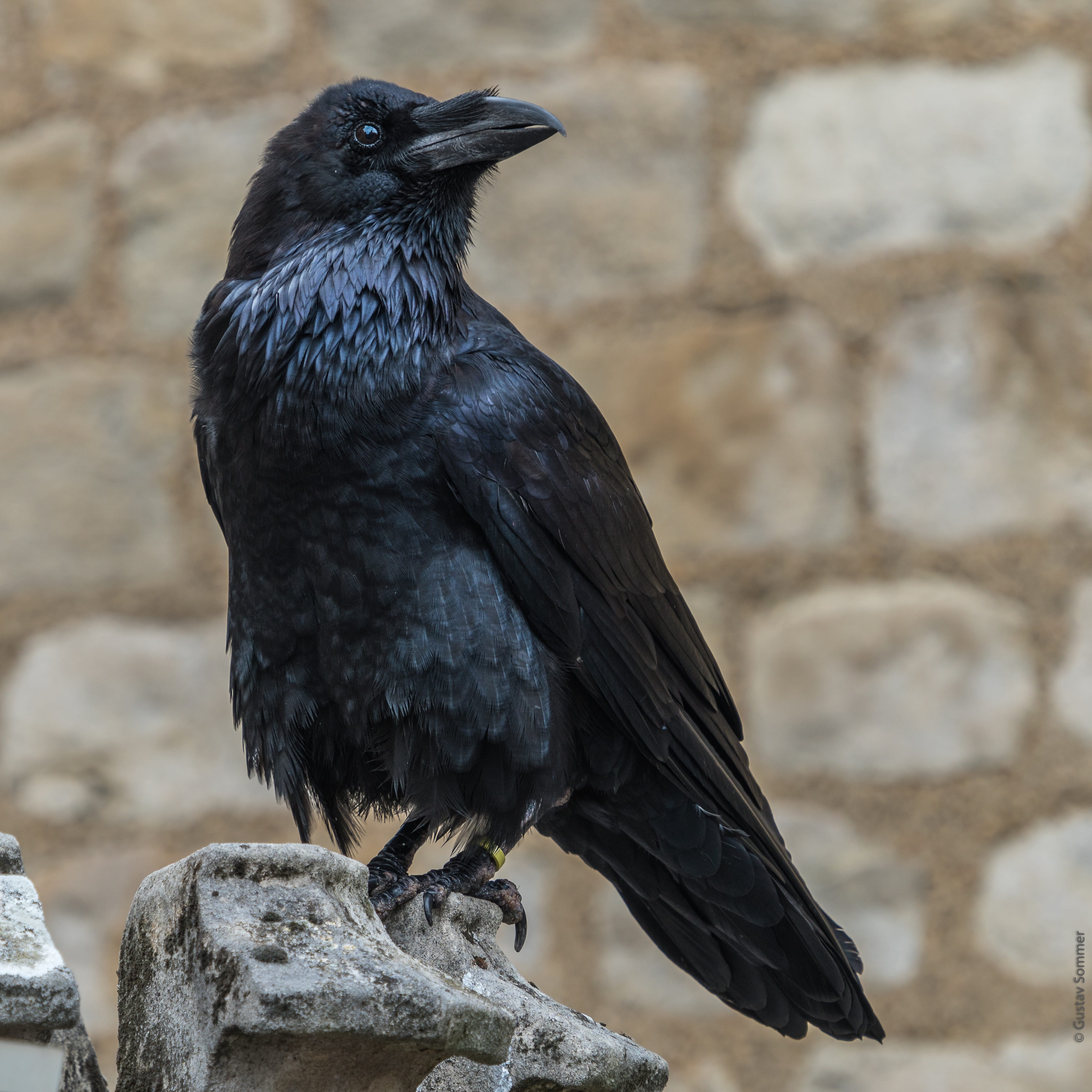 tower of london, close-up, no people, black color, raven, architecture, bird, outdoors, 4K, looking, animal wildlife, day, nature, perching, one animal, Phone HD Wallpaper