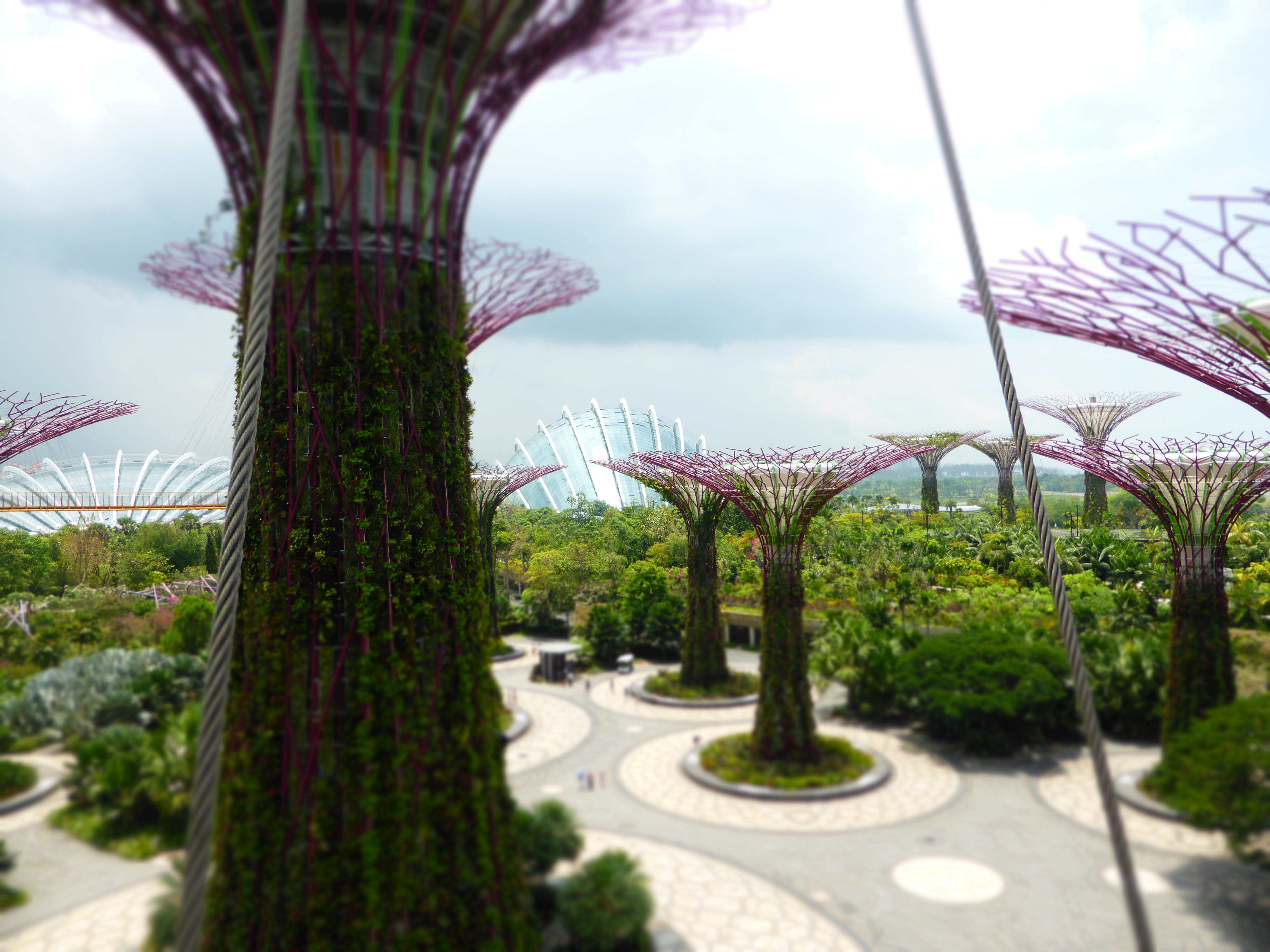 garden, conservatory, day, hothouse, green, 4K, sky, outdoors, equator, steel, arboretum, greenhouse, bay, growth, nature, building exterior, park - man made space, HD Wallpaper