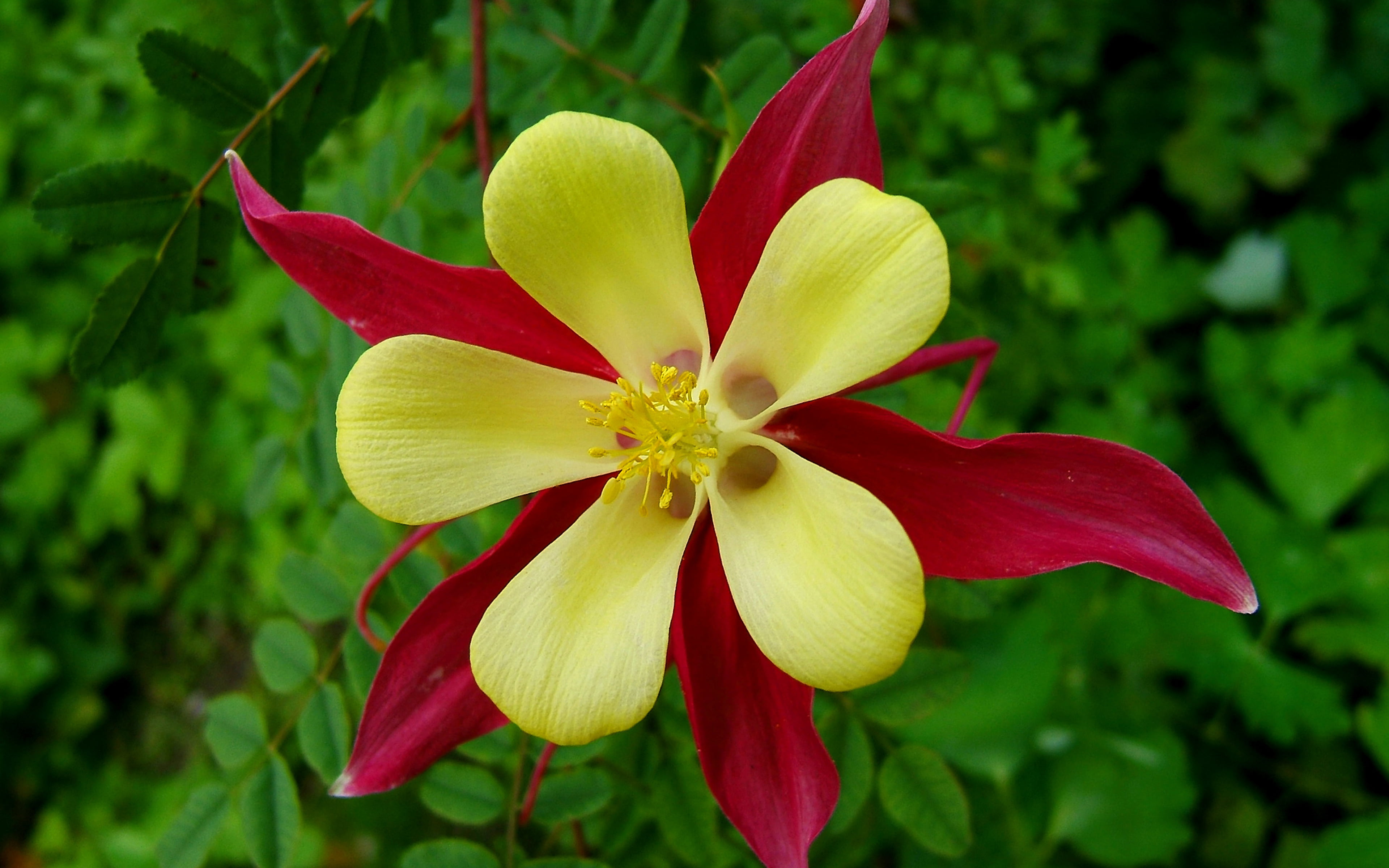 flowering plant, mckana, day, red, close-up, vulnerability, freshness, yellow, focus on foreground, fragility, growth, mobile, giants, pollen, HD Wallpaper
