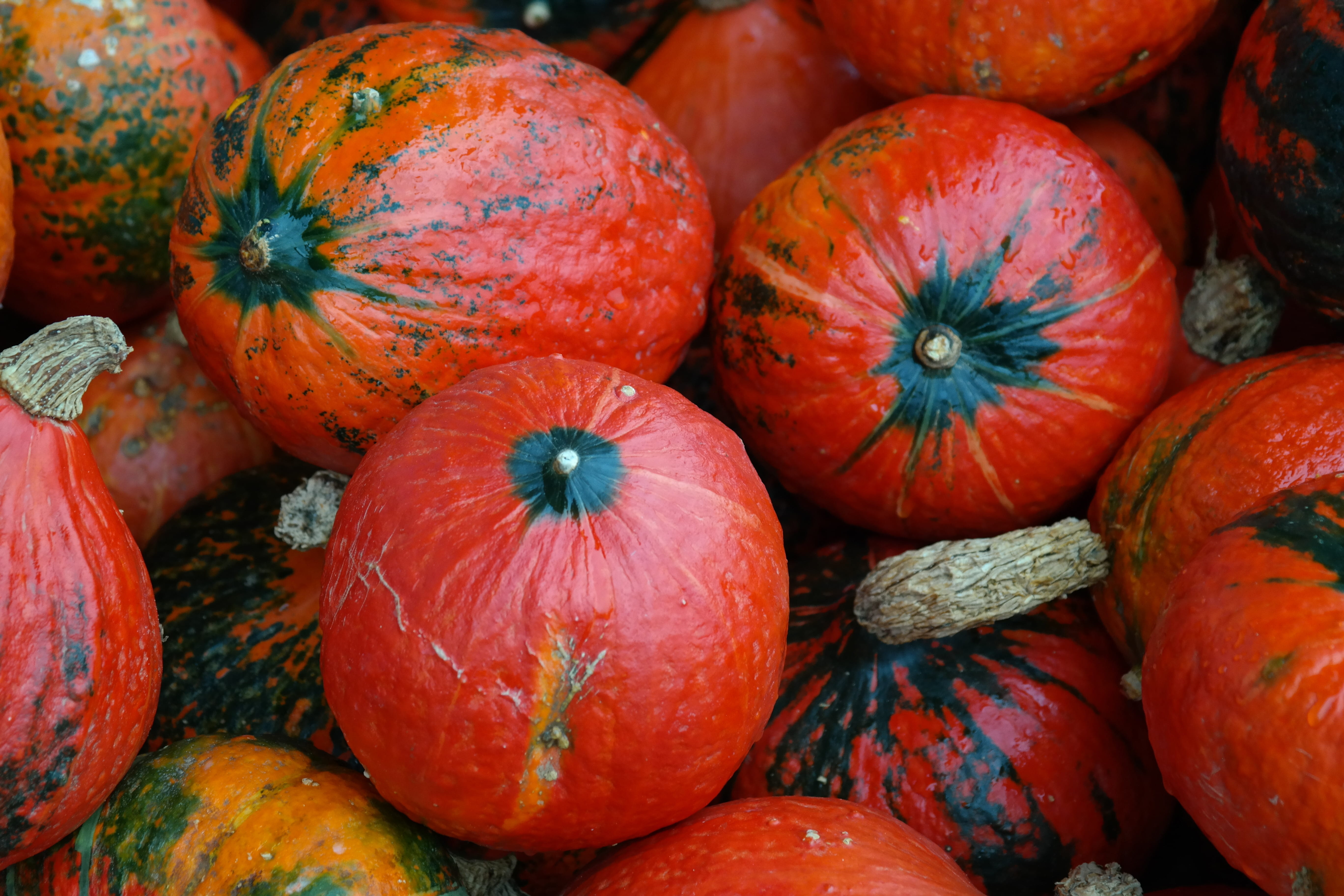 organic, giant pumpkin, ripe, freshness, kabocha, wellbeing, bearing vegetables, healthy eating, cucurbita maxima, vegetables, high angle view, close-up, HD Wallpaper
