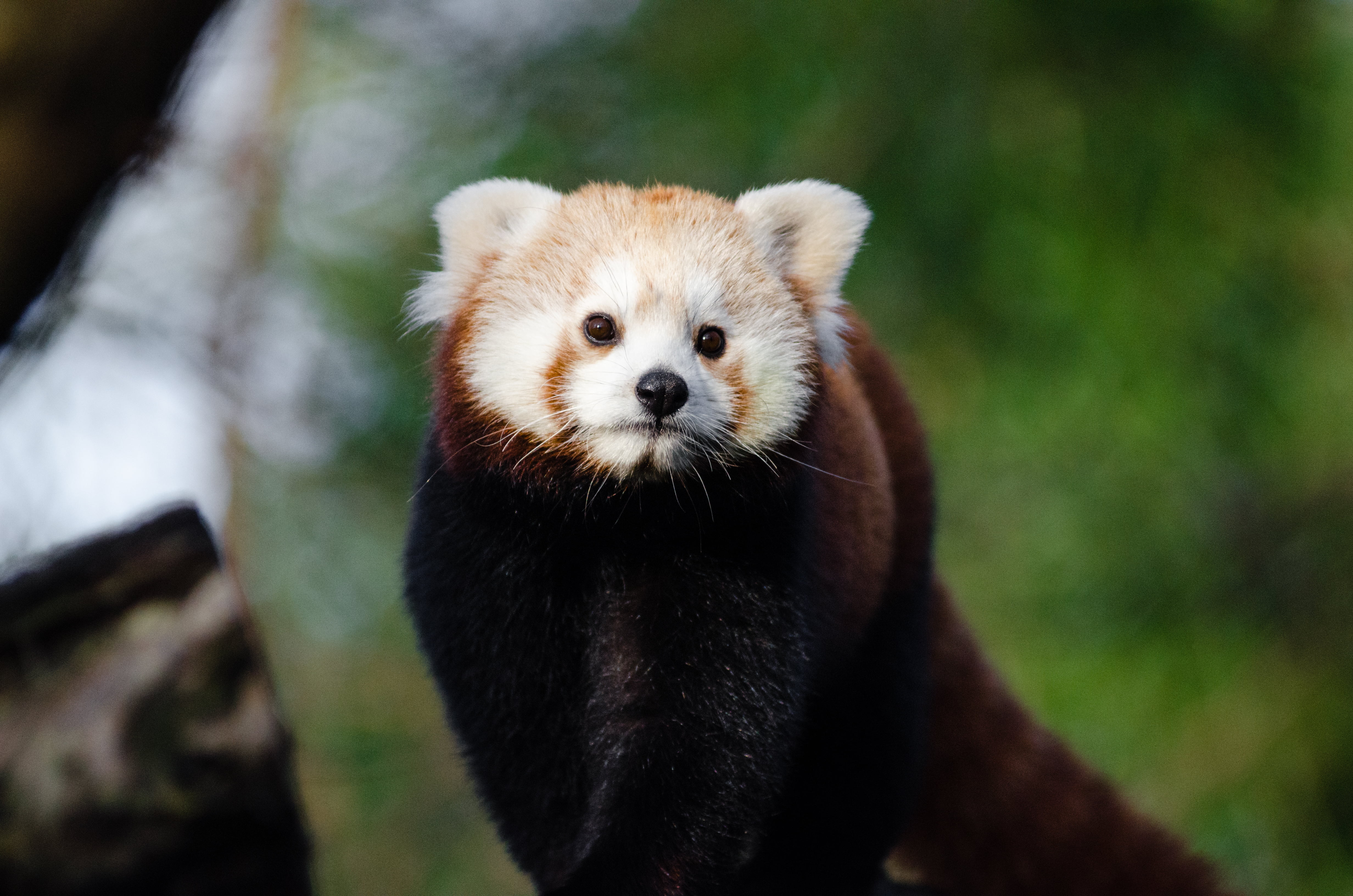 lesser panda, asia, day, animal body part, animals And Pets, outdoors, close-up, portrait, no People, mammals, carnivore, red panda, cute, animal, animals In The Wild, HD Wallpaper