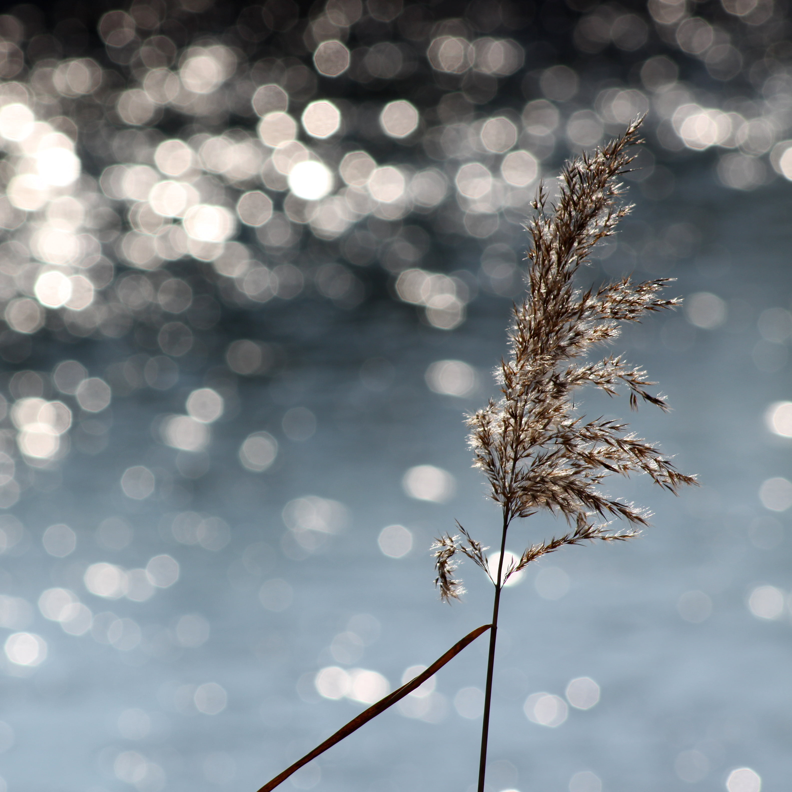 into the sun, tree, light, winter, explore, ripples, snow, stem, delicate, backgrounds, reflection, bokeh, river rhone, season, defocused, white, brown, Phone HD Wallpaper