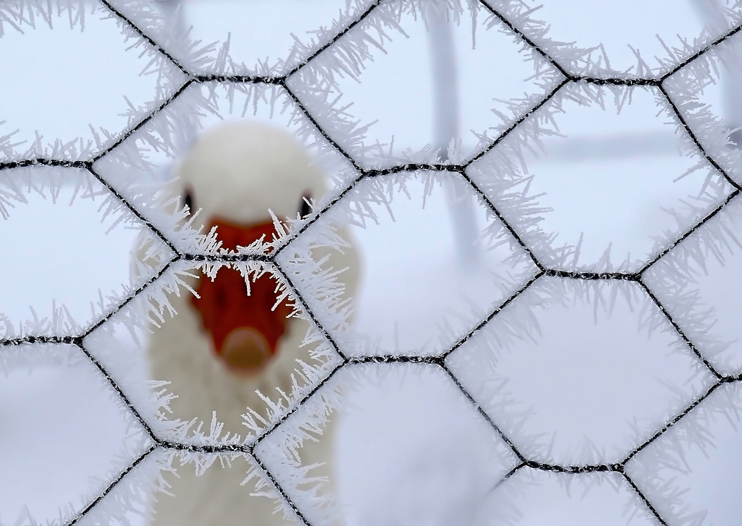 wire, snow, 1080P, white color, cold temperature, close-up, plant, winter, fence, selective focus, hexagon, outdoors, nature, pattern, design, geometry, HD Wallpaper