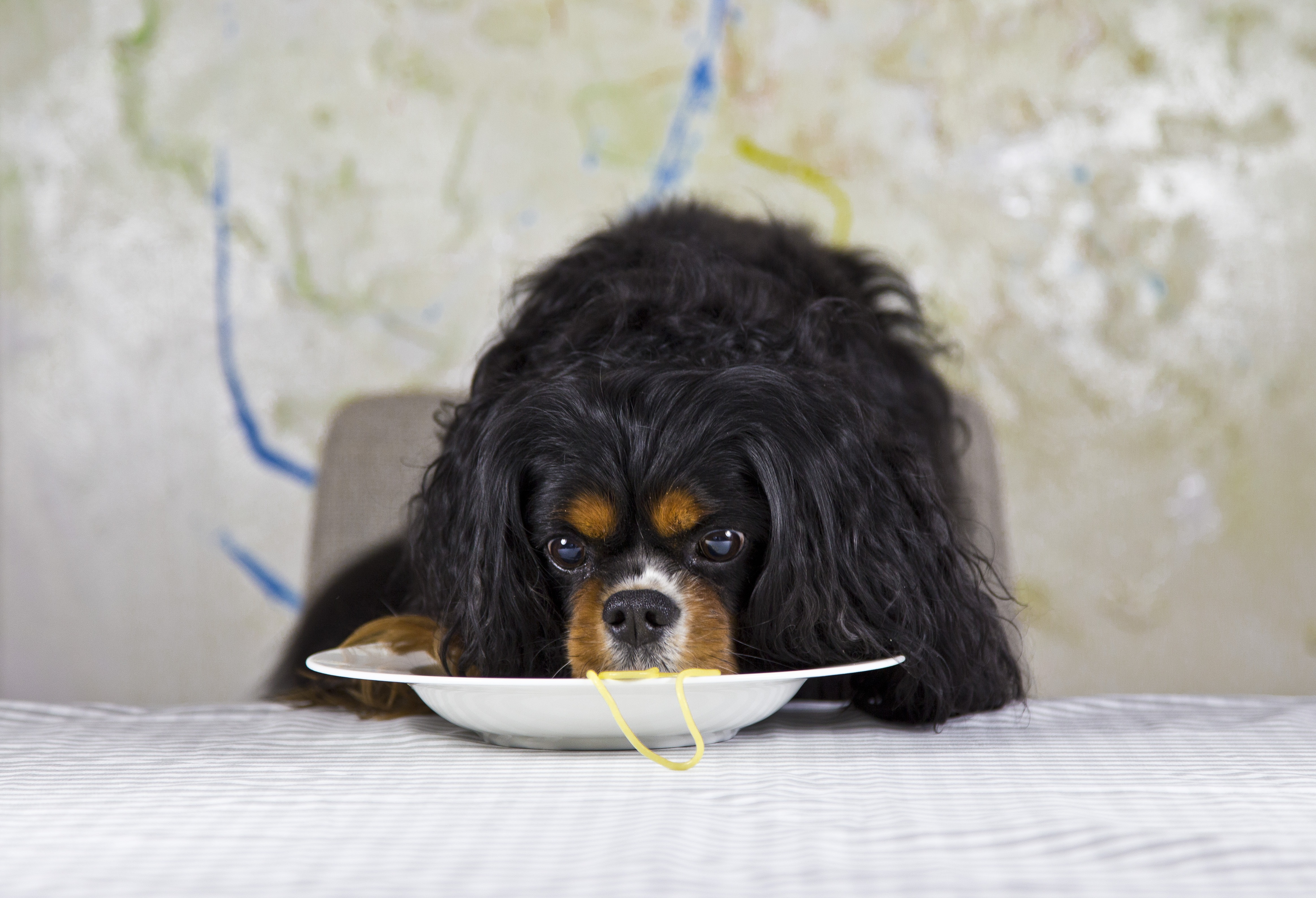 looking at camera, dog, king charles, small, purebred dog, cavalier king charles spaniel, noodle, young animal, no people, black color, plate, spaghetti, HD Wallpaper