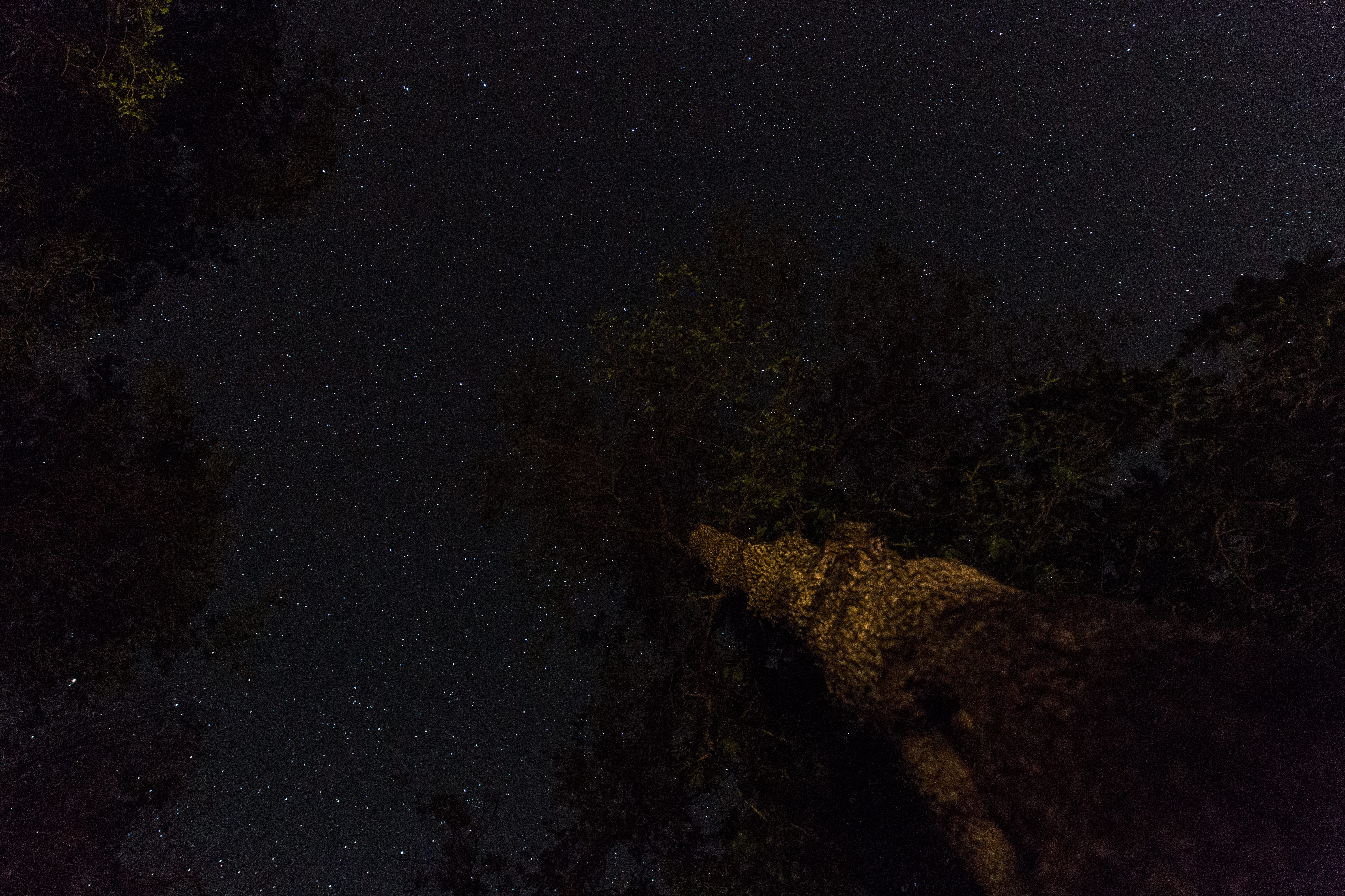 cali, no people, space and astronomy, stars, tree, tranquil scene, star field, dark, low angle view, night stars, plant, sky, scenics - nature, national park, HD Wallpaper