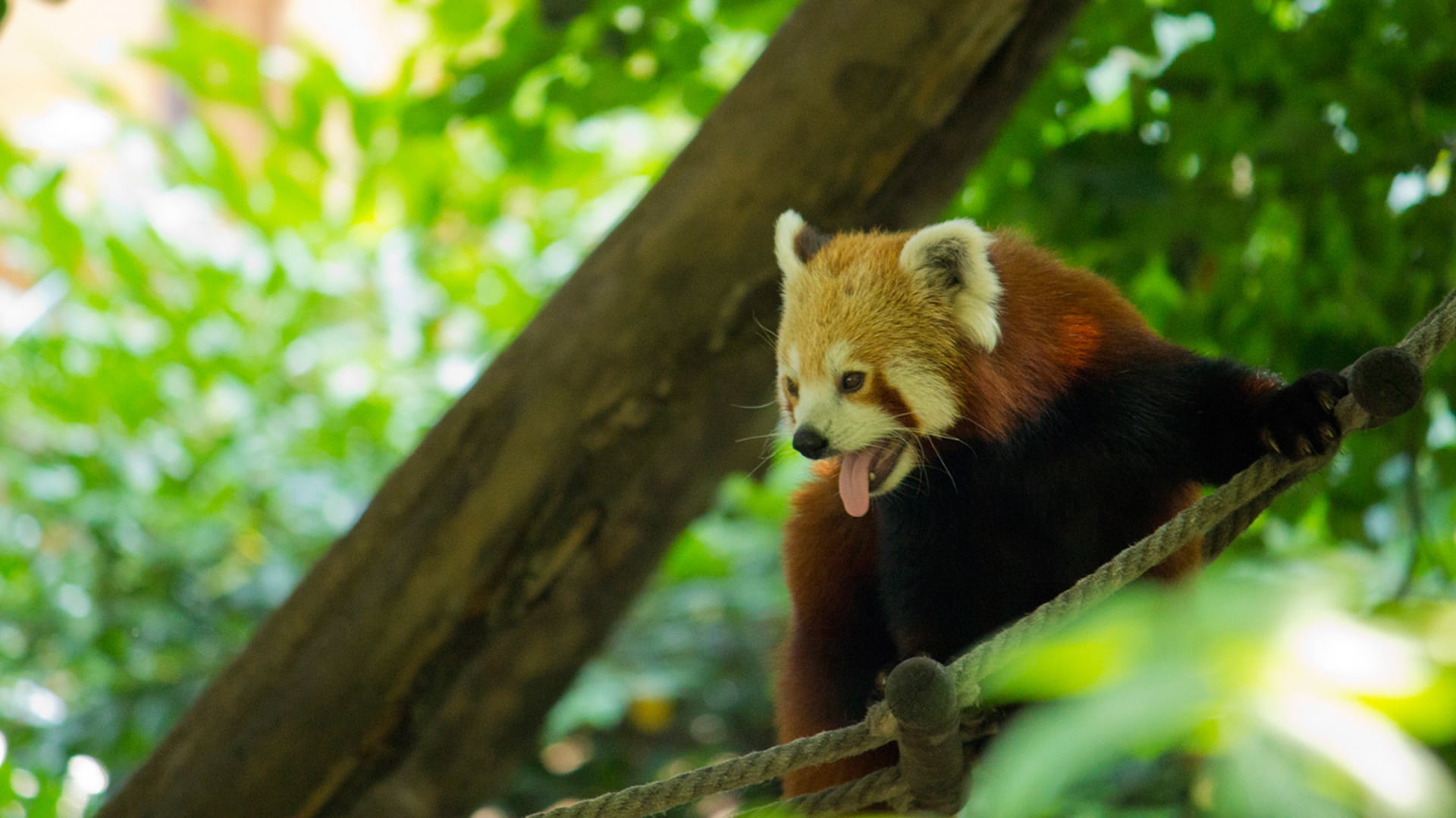 mammal, 1080P, animal, vertebrate, one animal, eating, animals In The Wild, giant trees, tree, outdoors, red panda, zoo, panda, no people, low angle view, HD Wallpaper