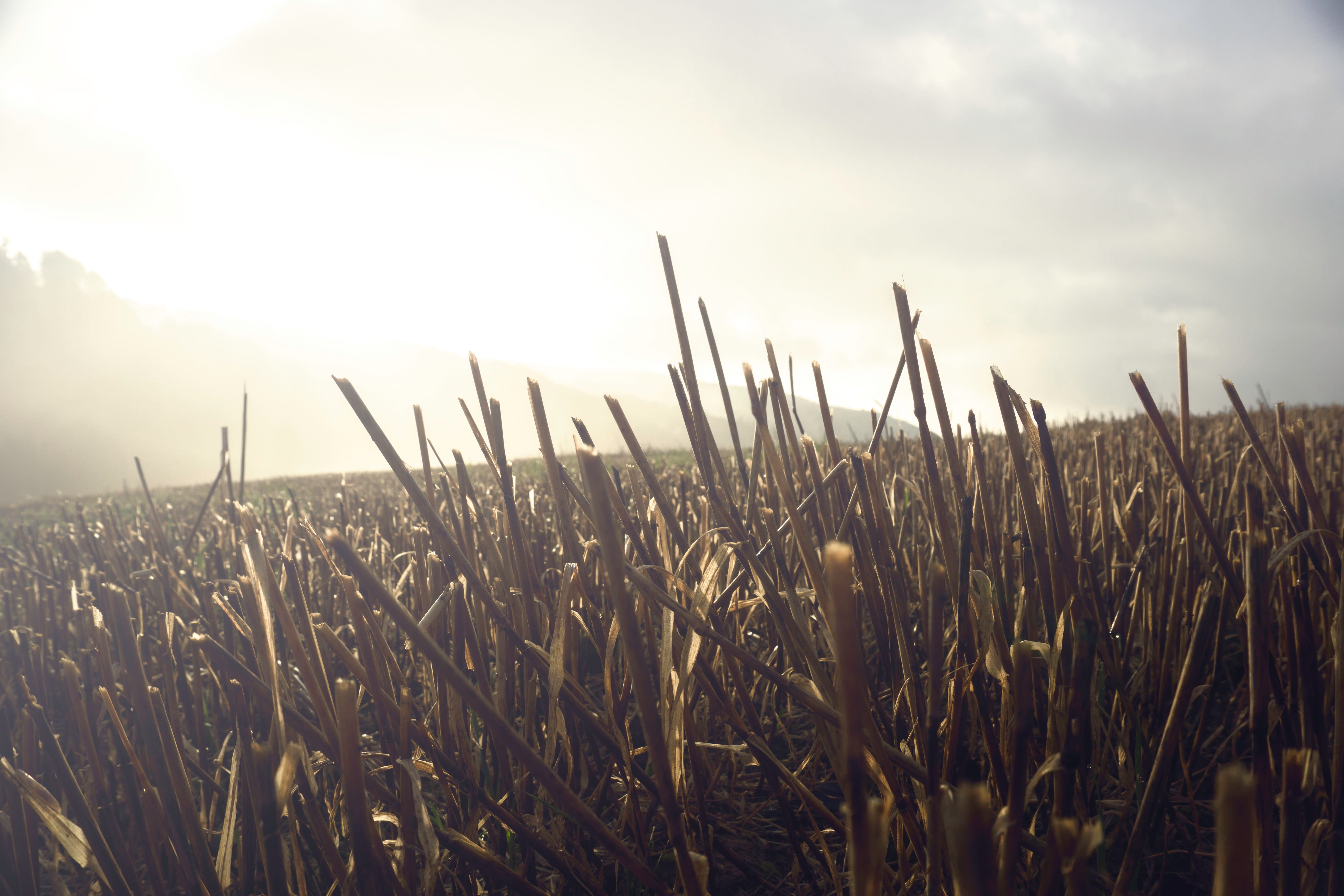 plant, rural scene, brown, day, no people, countryside, tranquility, crops, cereal plant, cloud - sky, land, landscape, 5K, crop, close-up, plants, sunlight, HD Wallpaper