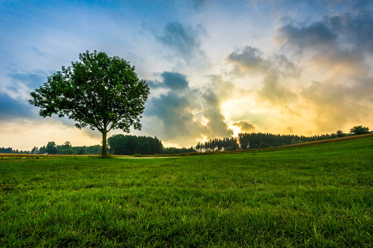 green, sunlight, deutschland, tree, season, bavaria, cloud - Sky, waldemar, forest, day, natur, sommer, leaf, field, sky, landscape, green Color, gras, HD Wallpaper