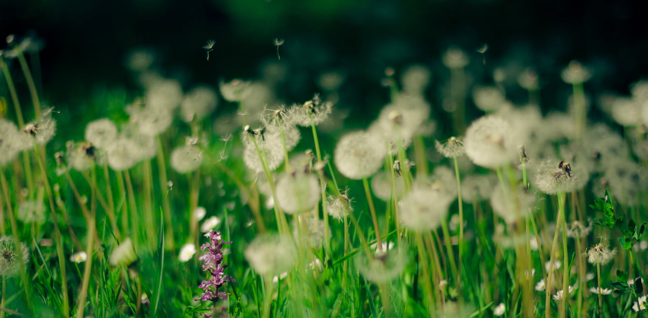 summer, mm, green Color, grass, photography, meadow, close, 720P, waldemar, deutschland, close-up photography, freshness, close-up, fotograf, outdoors, HD Wallpaper