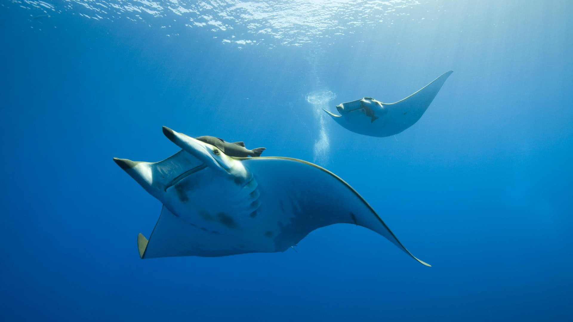 manta rays, 1080P, animals, HD Wallpaper