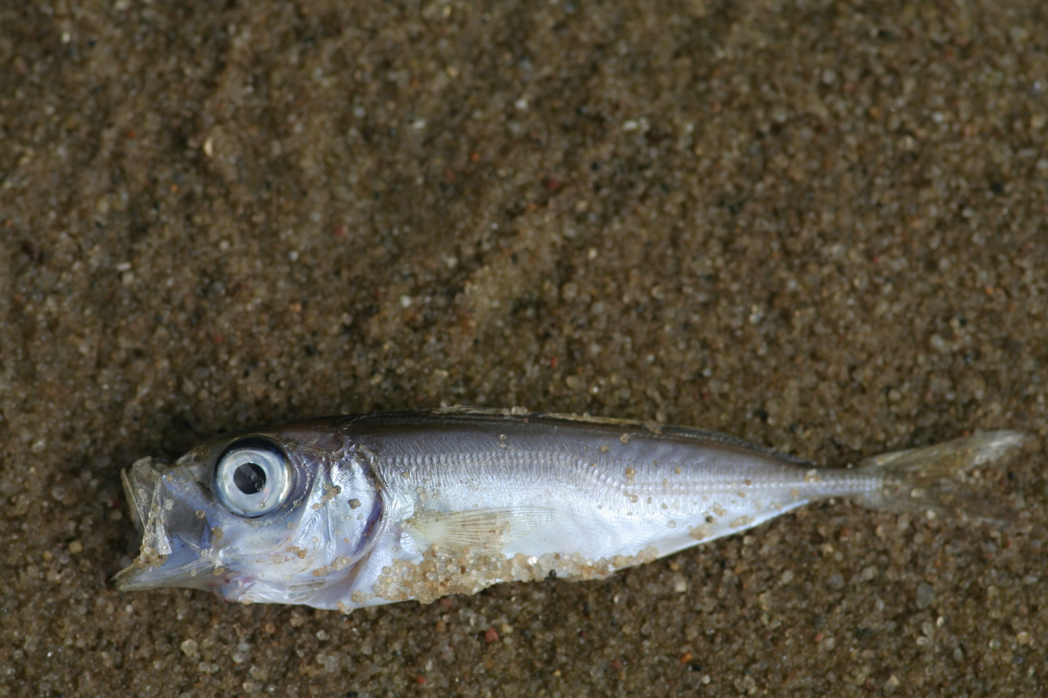 water, vertebrate, no people, marine, silver colored, nature, animal, sea, death, seafood, fish, ocean floor, one animal, food and drink, copy space, beach, HD Wallpaper
