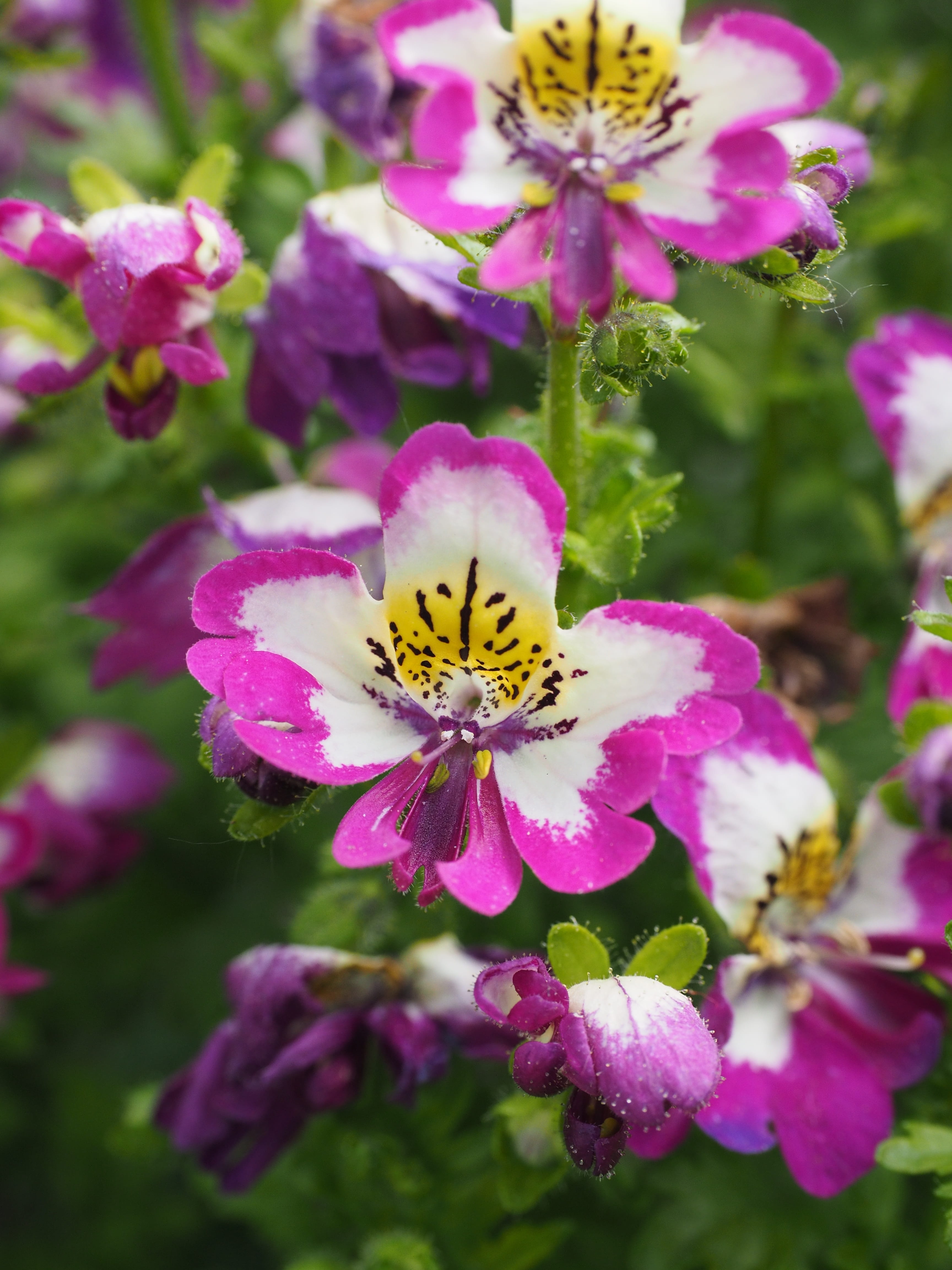 zygomorphic, gap-flower, pink and white, pink tones, terrace plant, multi coloured, pinnate, hybrid, black, pink color, pollination, flowering plant, ornamental flower, Phone HD Wallpaper
