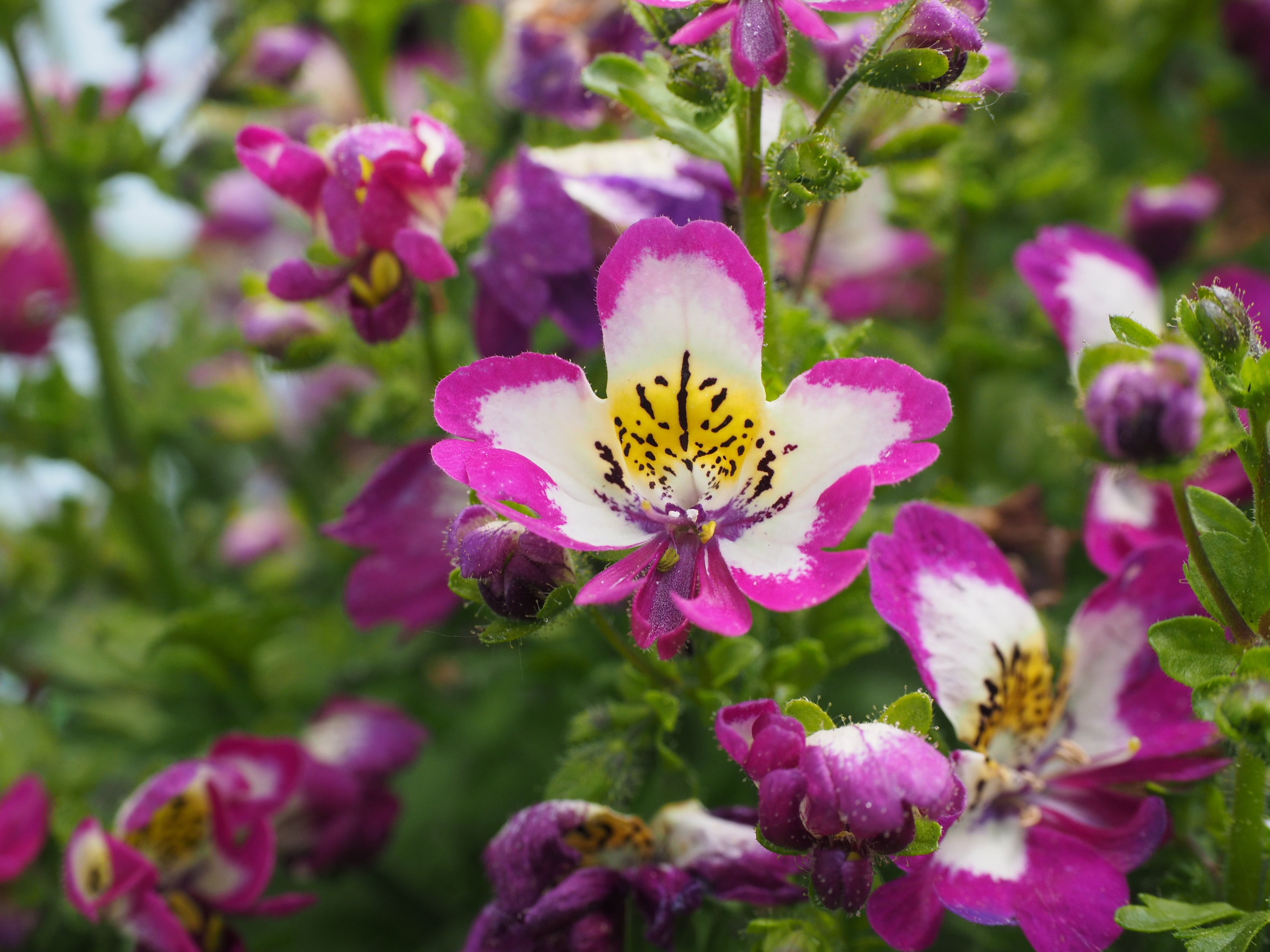 bedding plant, orchid little man, no people, pink tones, freshness, hybrid, petal, pink color, flowers, vulnerability, schizanthus pinnatus, beauty in nature, HD Wallpaper
