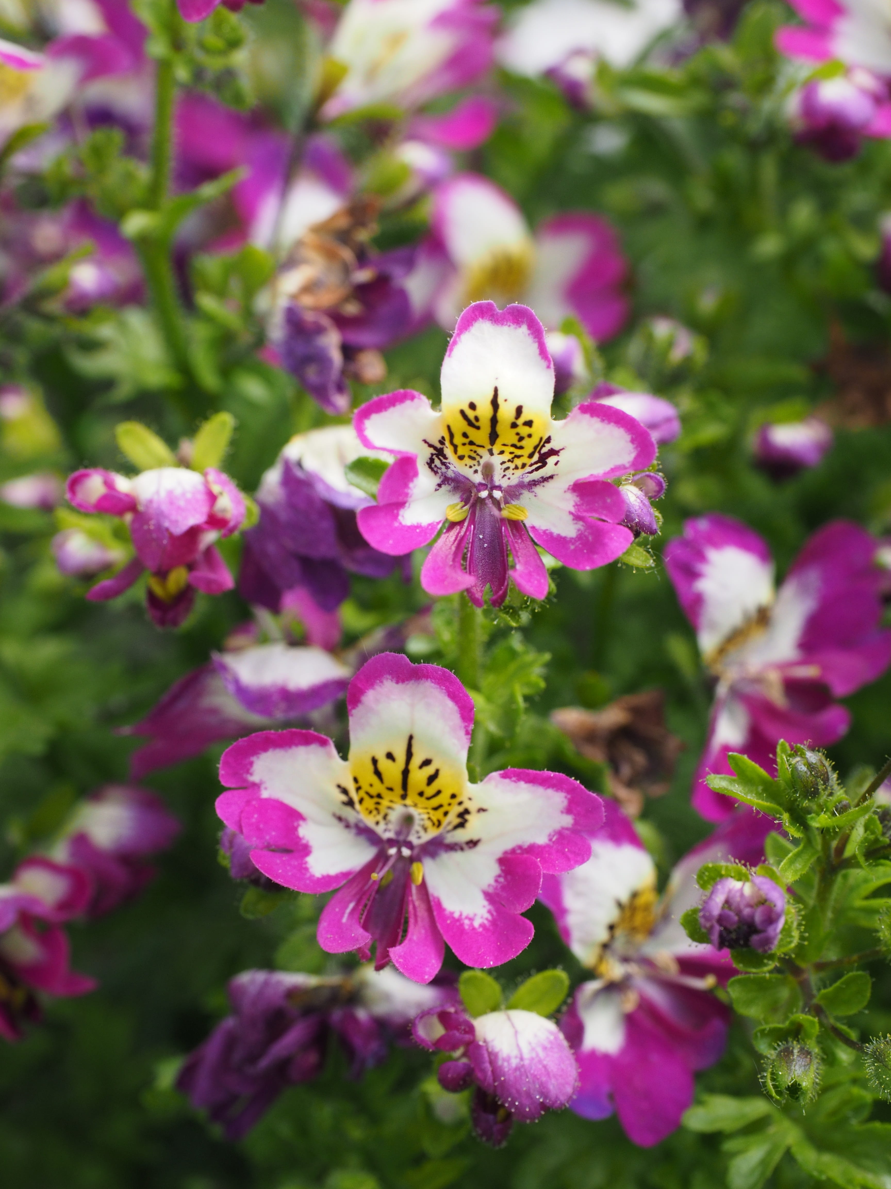 day, no people, pink Color, deception, flower Head, pollination, flowerbed, wisetonensis, Flowers, hybrid, list, nachtschattengewächs, insect, schizanthus wisetonensis, Phone HD Wallpaper
