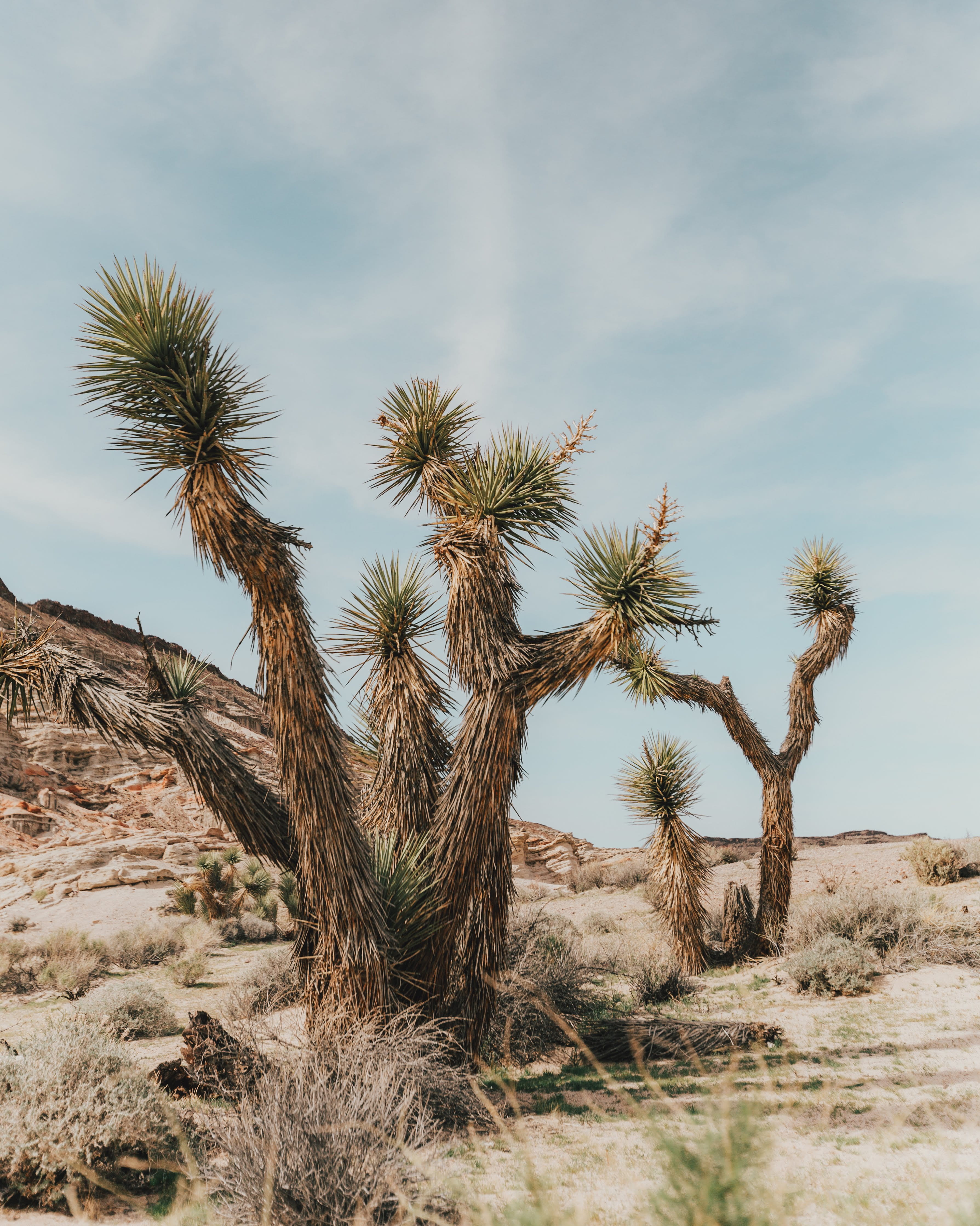 namibia, africa, bucket list, joshua Tree, californium, scenics, sand, tree, landscape, leafed, cloud, travel, plant, sand Dune, sky, arid Climate, 4K, Phone HD Wallpaper