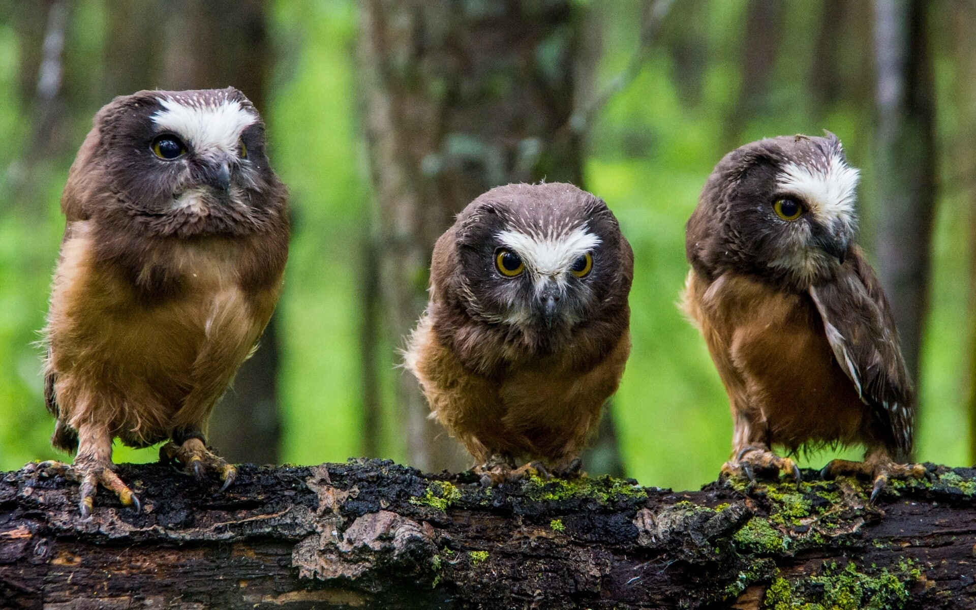 Owl, 1080P, North, Boreal, American, Three, Little, owls, HD Wallpaper