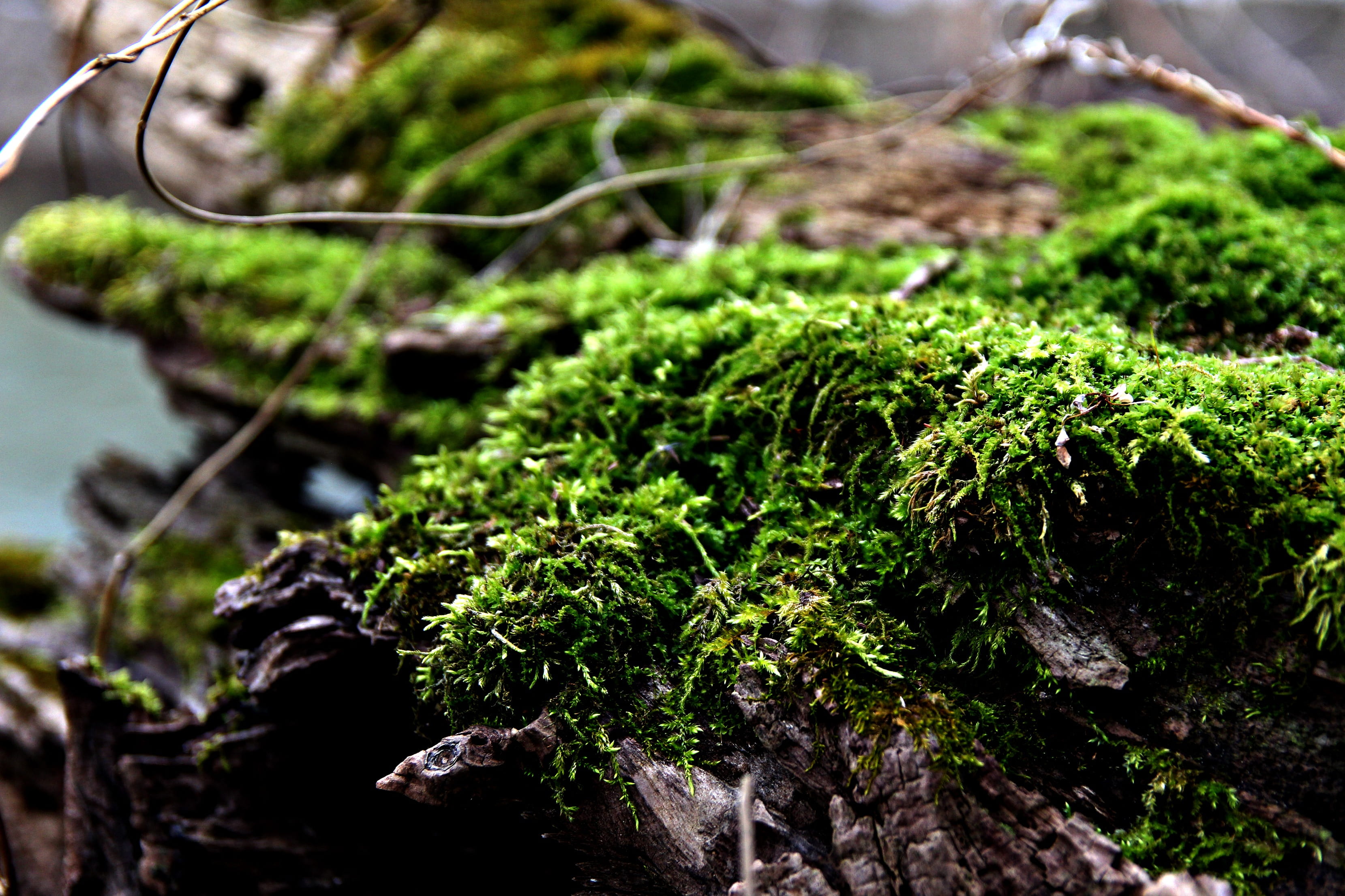 outdoors, forest floor, 2K, trees, rock, land, beauty in nature, boreal, selective focus, close-up, solid, rain forest, sustainable, life, water, plant, HD Wallpaper