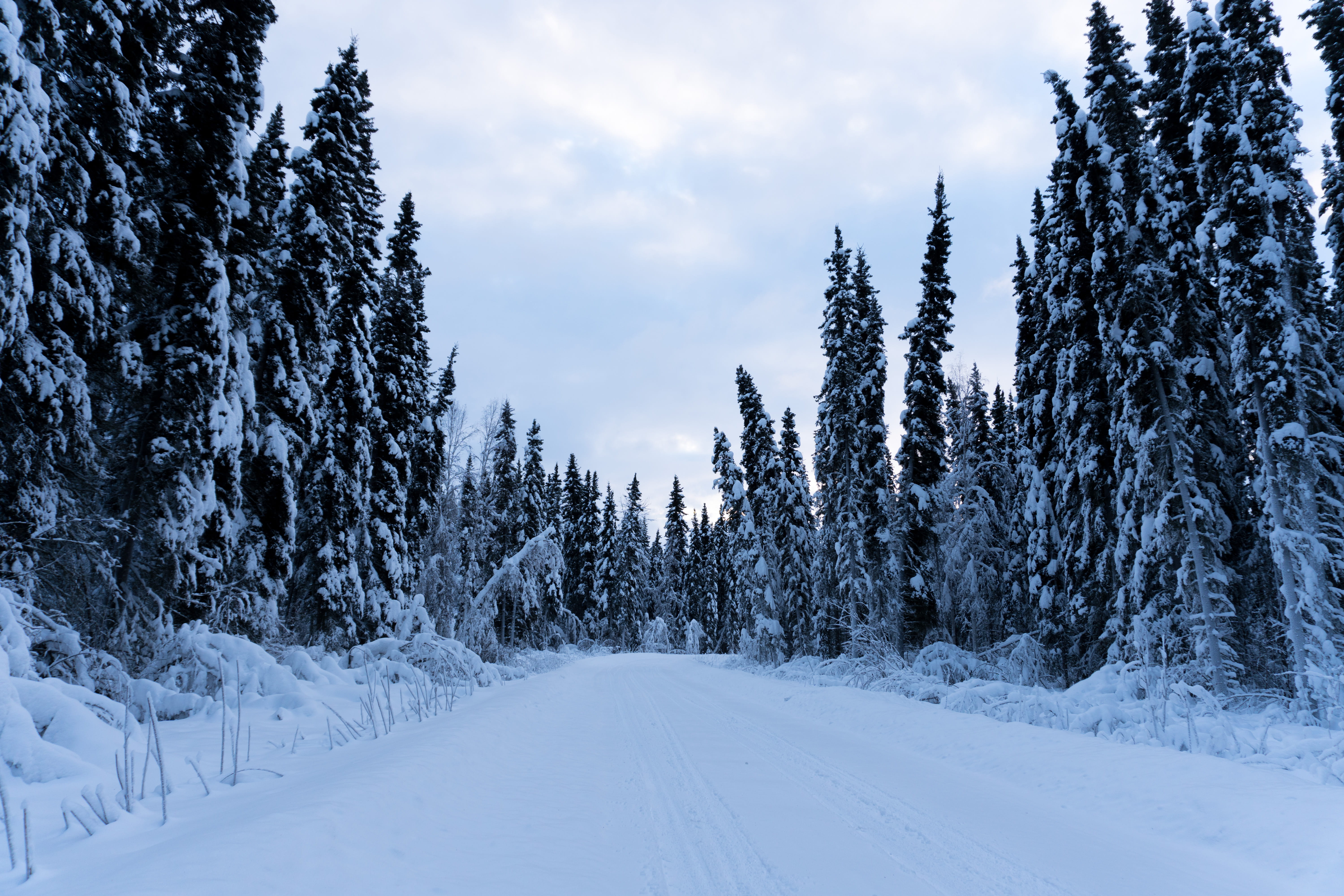 white color, beauty in nature, alaska, day, no people, nature, tranquil scene, trees, 5K, cold temperature, environment, non-urban scene, tranquility, HD Wallpaper