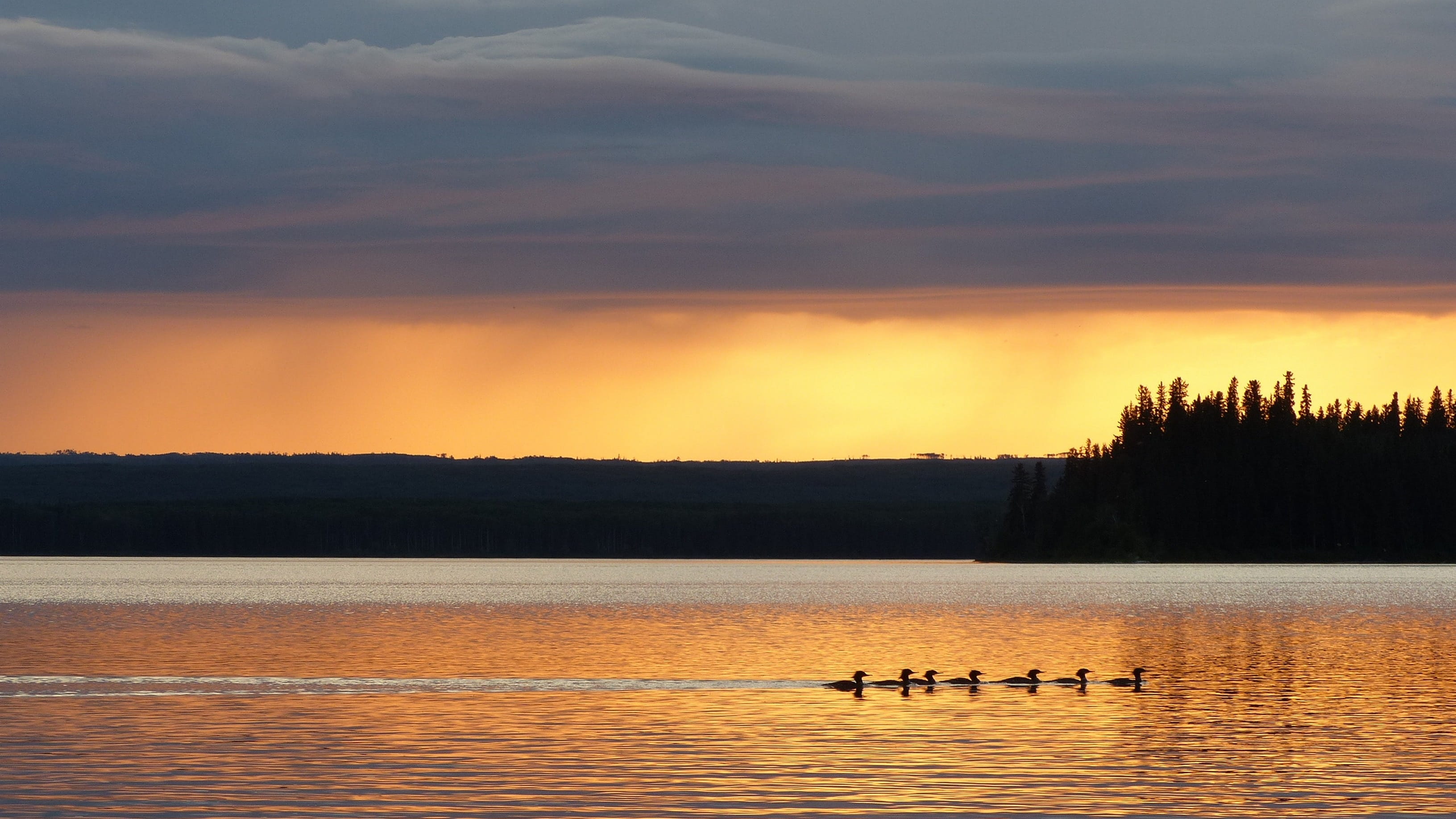 animal wildlife, tree, nature, sunset, ducks, water, cloud - sky, saskatchewan, outdoors, sky, reflection, waterfront, group of animals, beauty in nature, HD Wallpaper
