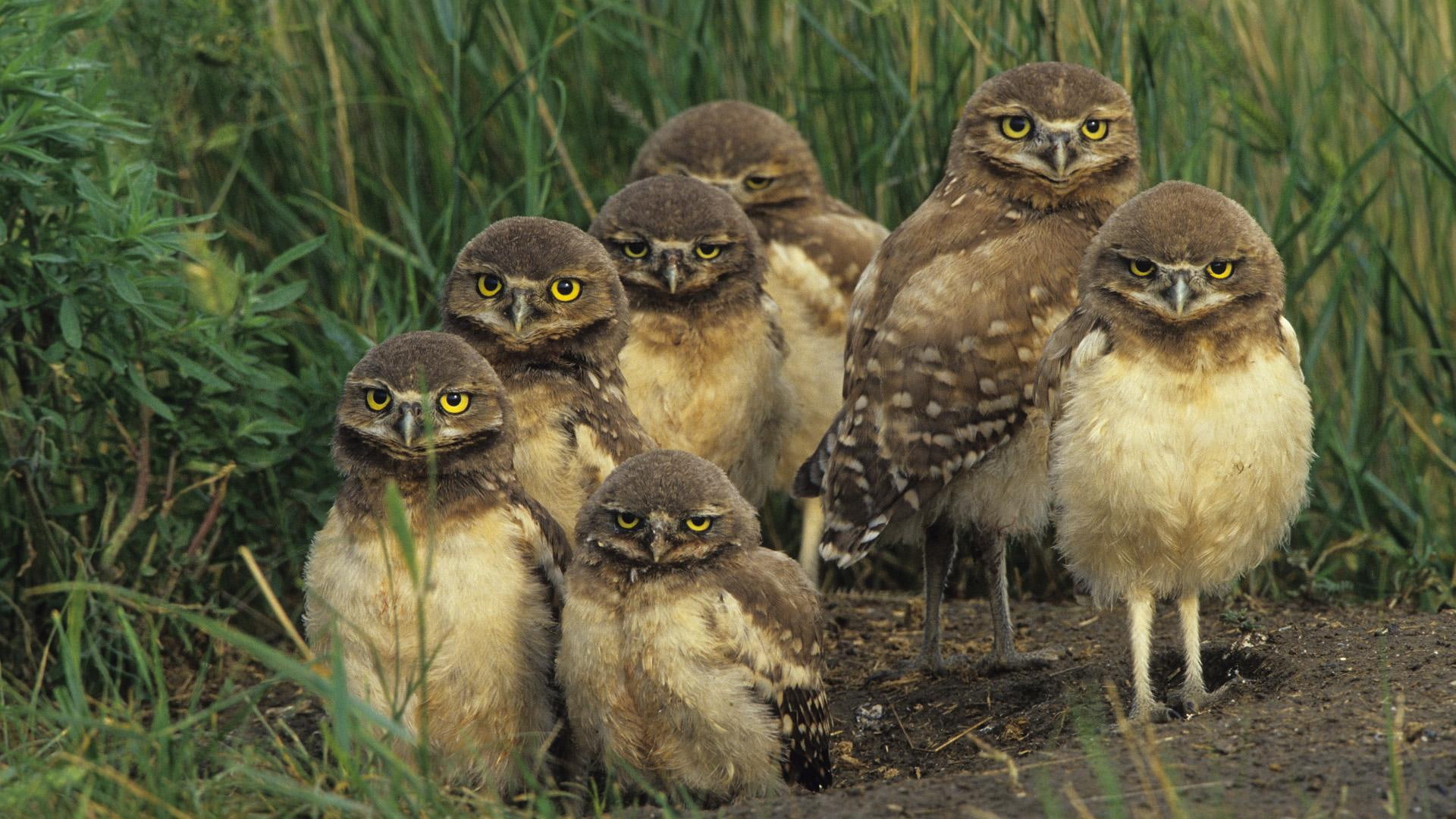 1080P, canada, chicks, animals, burrowing, owl, owls, grass, wildlife, saskatchewan, HD Wallpaper