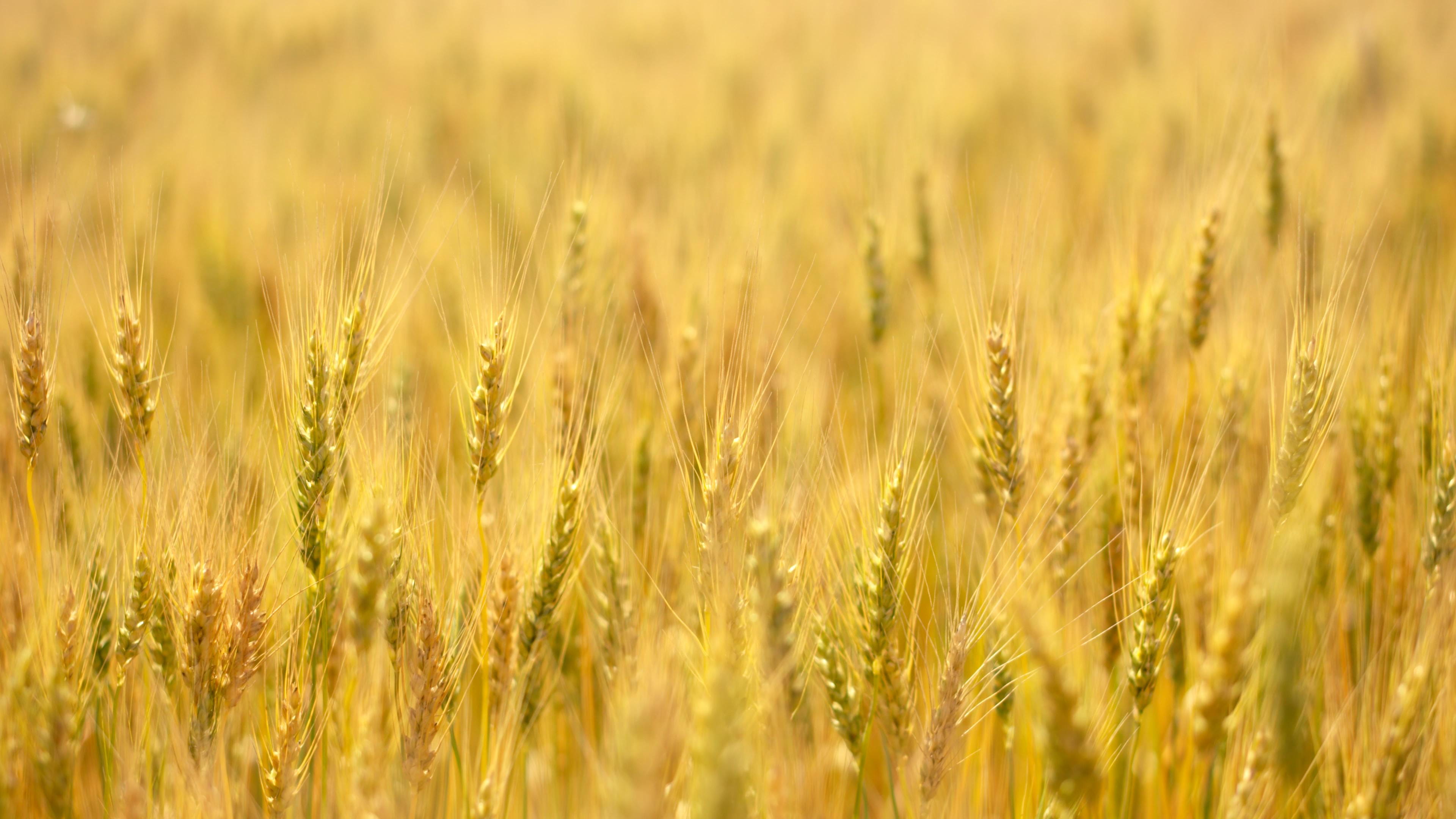 environment, grain, grass, food and drink, barley, wheat, agriculture, field, summer, farm, plant, no people, nature, food, rural scene, land, growth, summerberry, HD Wallpaper