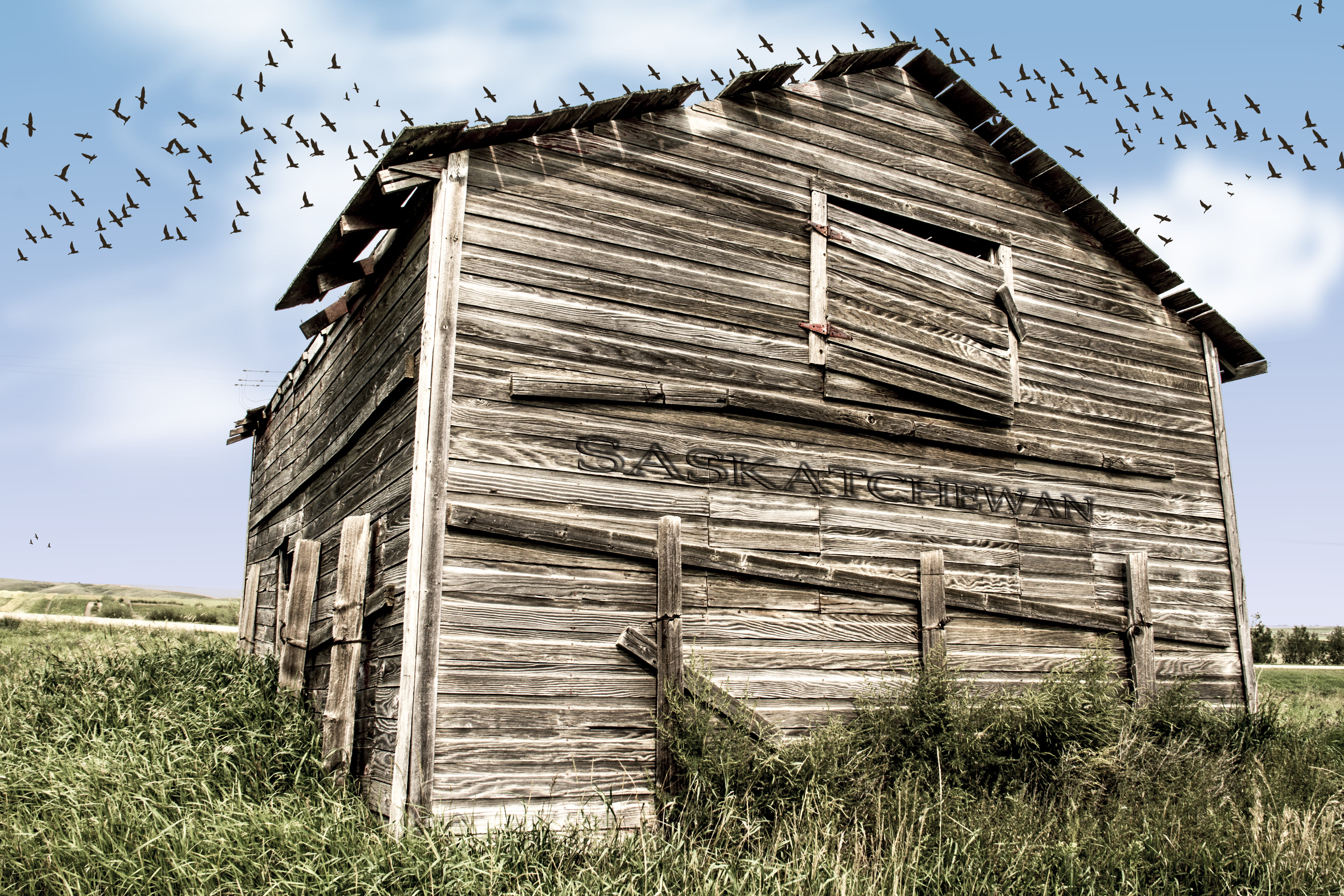 shack, untitled, animal wildlife, wood - material, outdoors, cabin, storehouse, building, built structure, 5K, agricultural building, animal, plant, rural, HD Wallpaper
