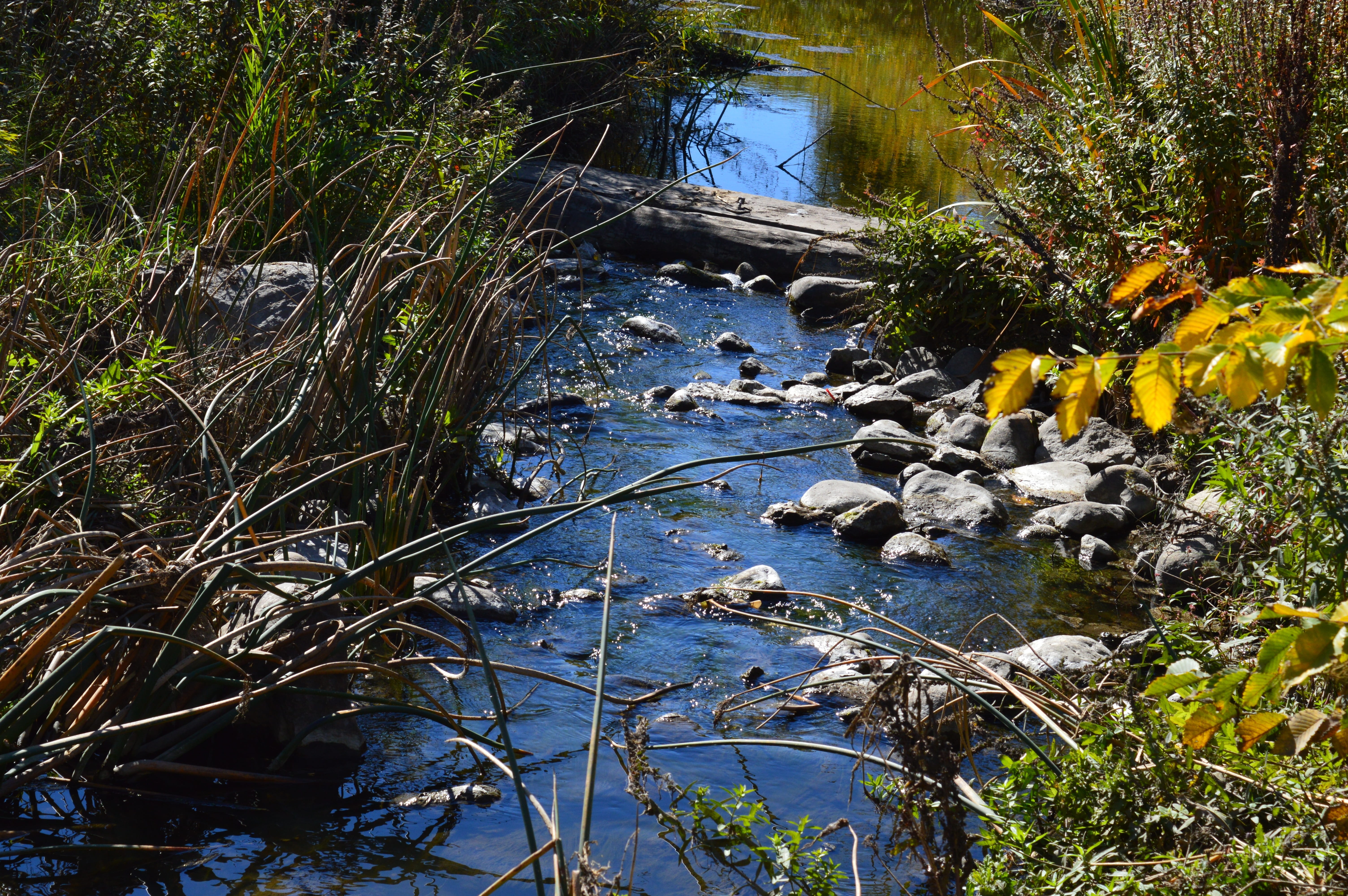 yellow, swamp, tranquil scene, land, grass, sunlight, landscape, rocks, growth, outdoors, tranquility, flower, beauty in nature, forest, plant, nature, HD Wallpaper