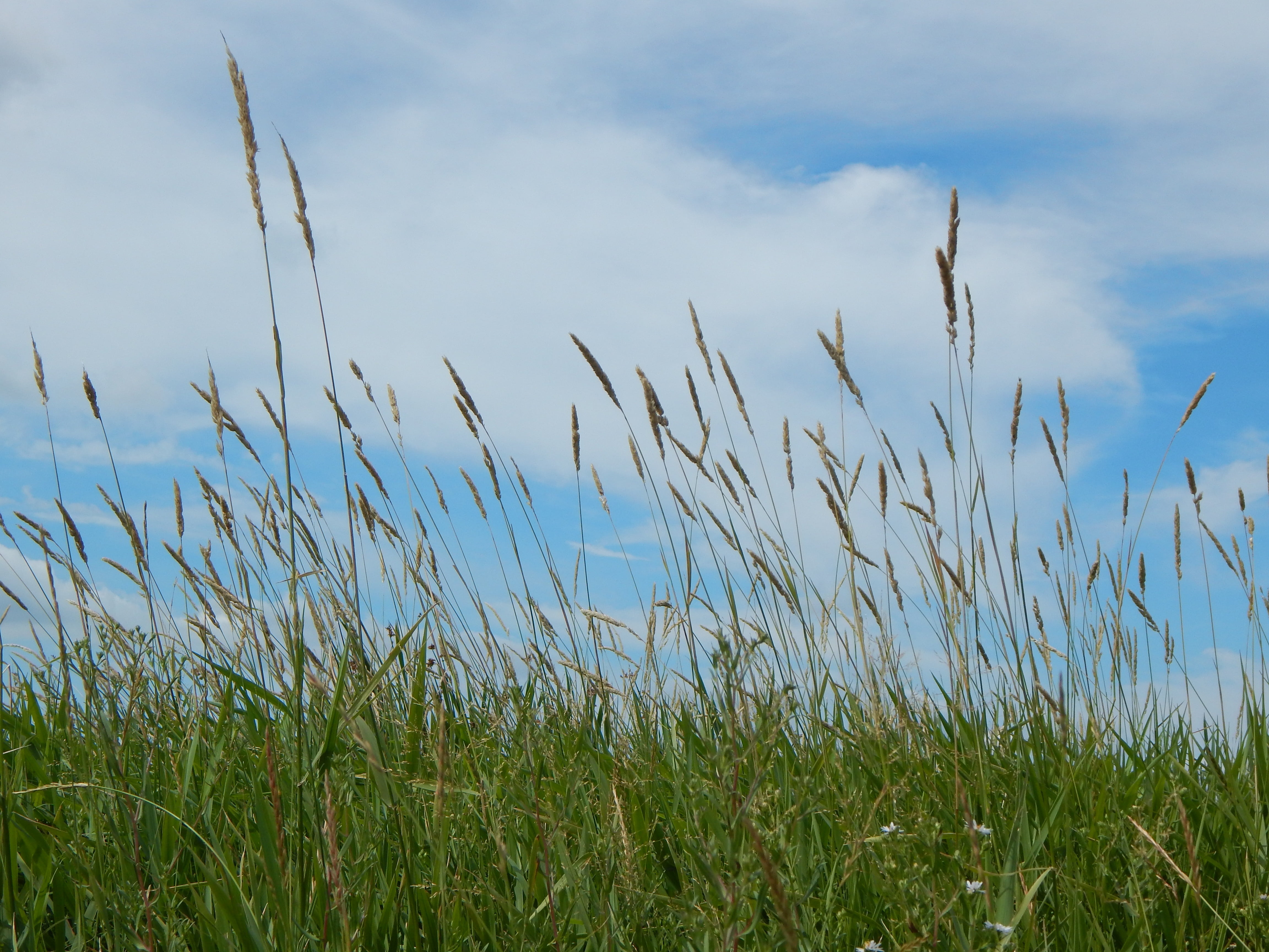 saskatchewan, stalk, tranquil scene, growth, water, sky, prairie, blade of grass, no people, timothy grass, grass, tranquility, environment, scenics - nature, HD Wallpaper