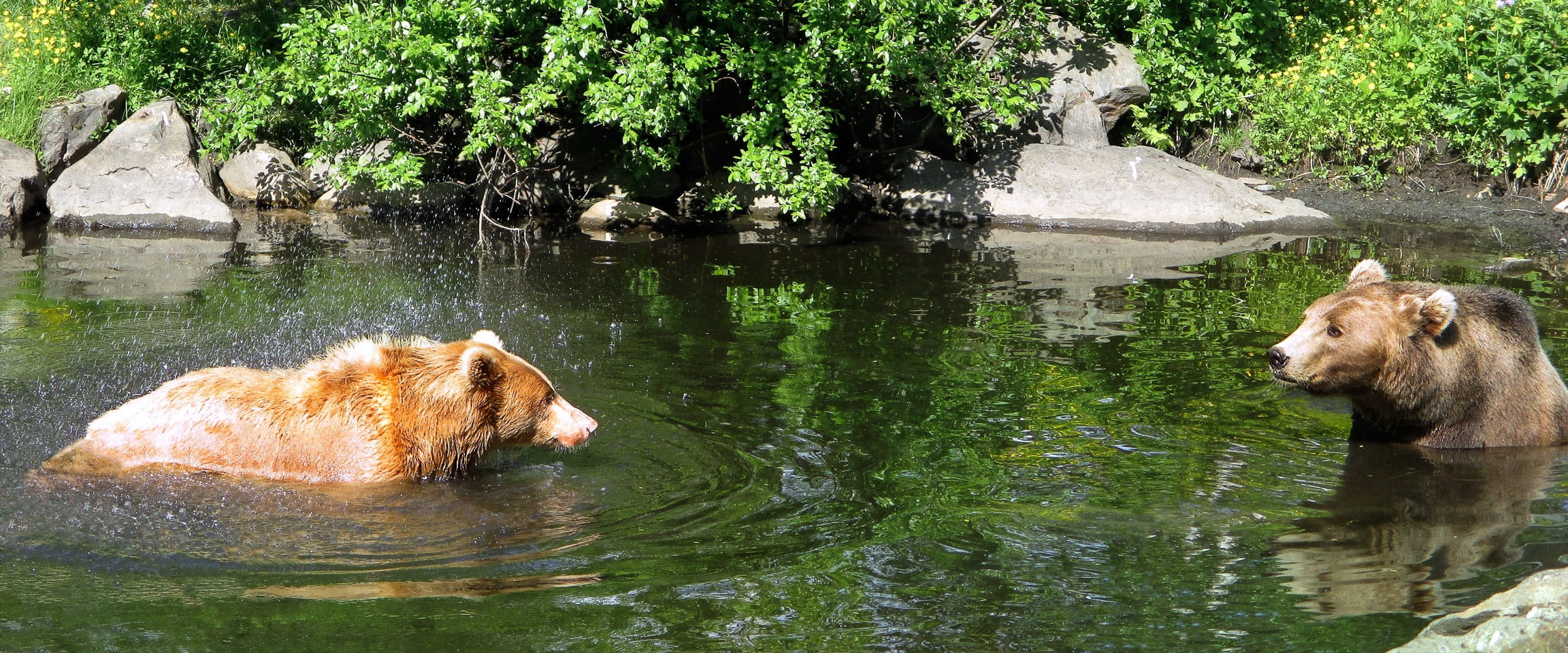 animal, animal themes, water, lake, canine, polar zoo, pets, day, domestic, domestic animals, no people, outdoors, green color, vertebrate, plant, mammal, HD Wallpaper