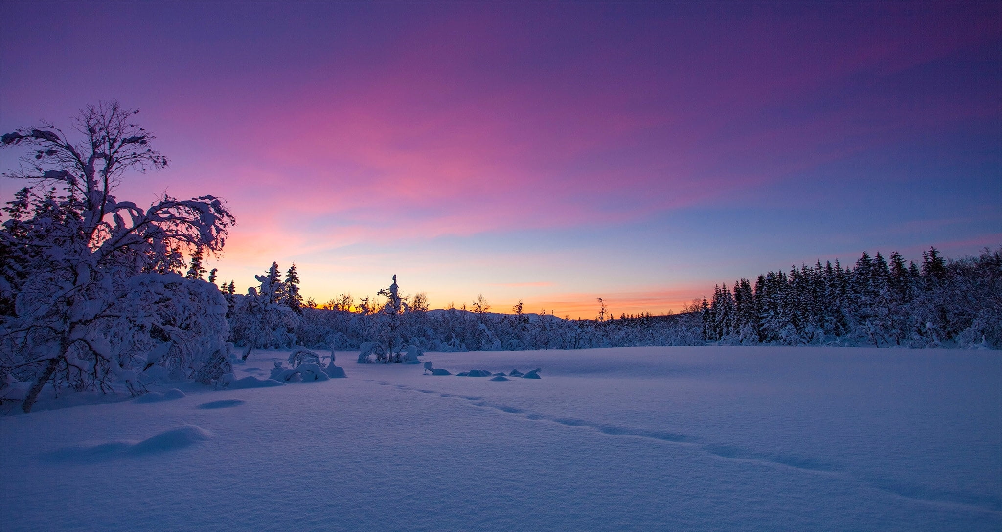 pine tree, scenics - nature, pine, winter, Troms, Kvæfjordeidet, 1080P, tranquil scene, sunset, land, landscape, frozen, sky, pine woodland, environment, HD Wallpaper
