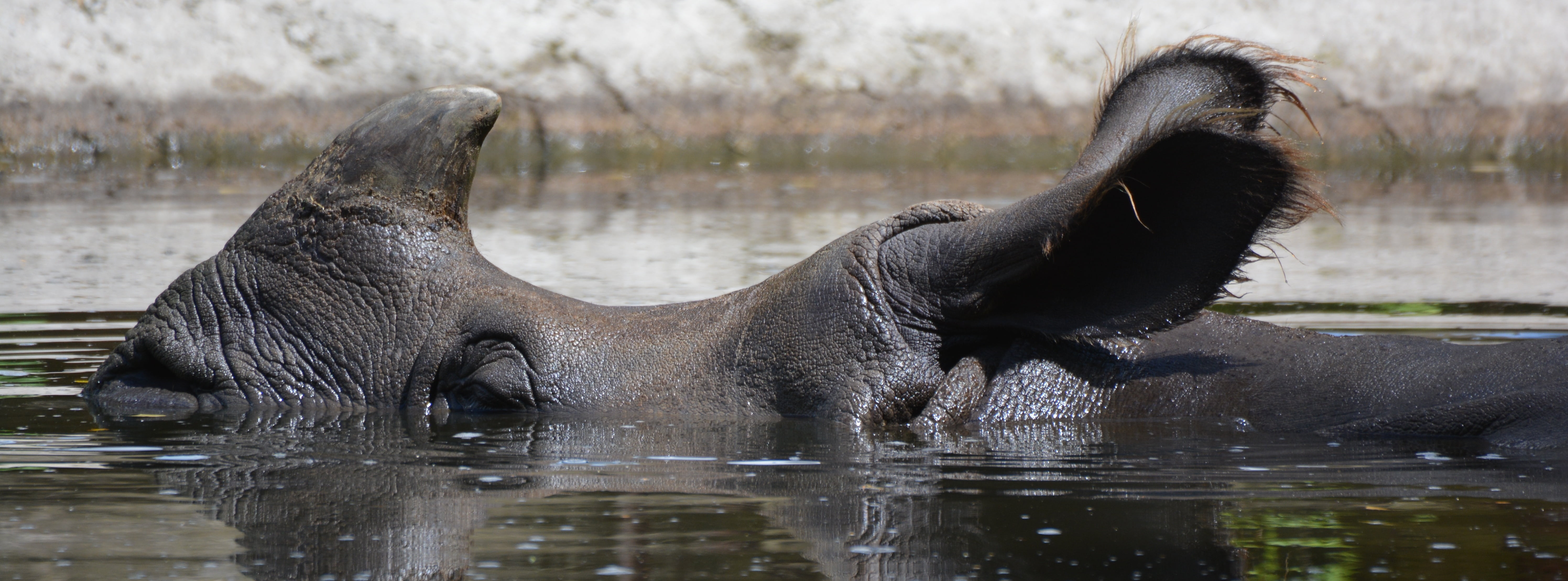 splashing, one animal, herbivorous, day, outdoors, focus on foreground, animal wildlife, cooling, africa, mammal, rhinoceros, safari Animals, profile view, HD Wallpaper