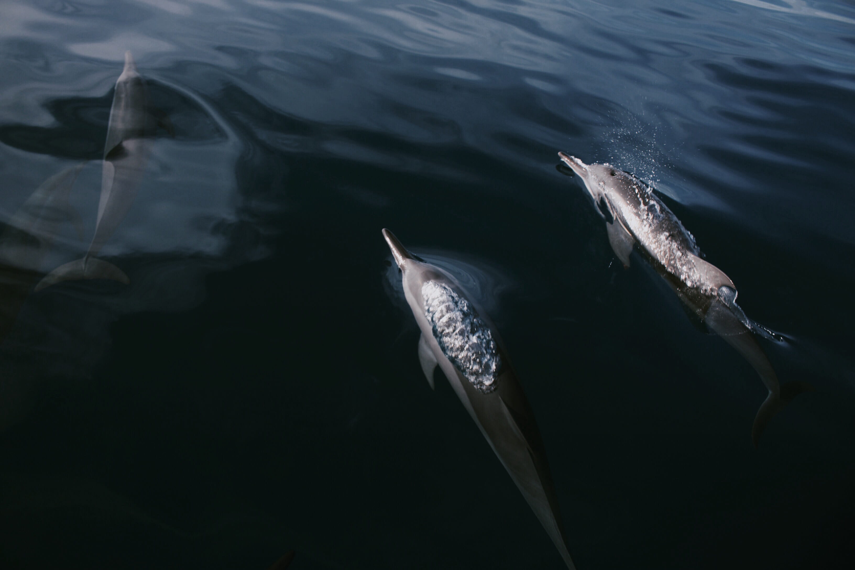  animal, ocean, no people, submerging, day, water, swimming, sea life, sea, fish, 2K, dolphins, animals in the wild, outdoors, animal themes, HD Wallpaper