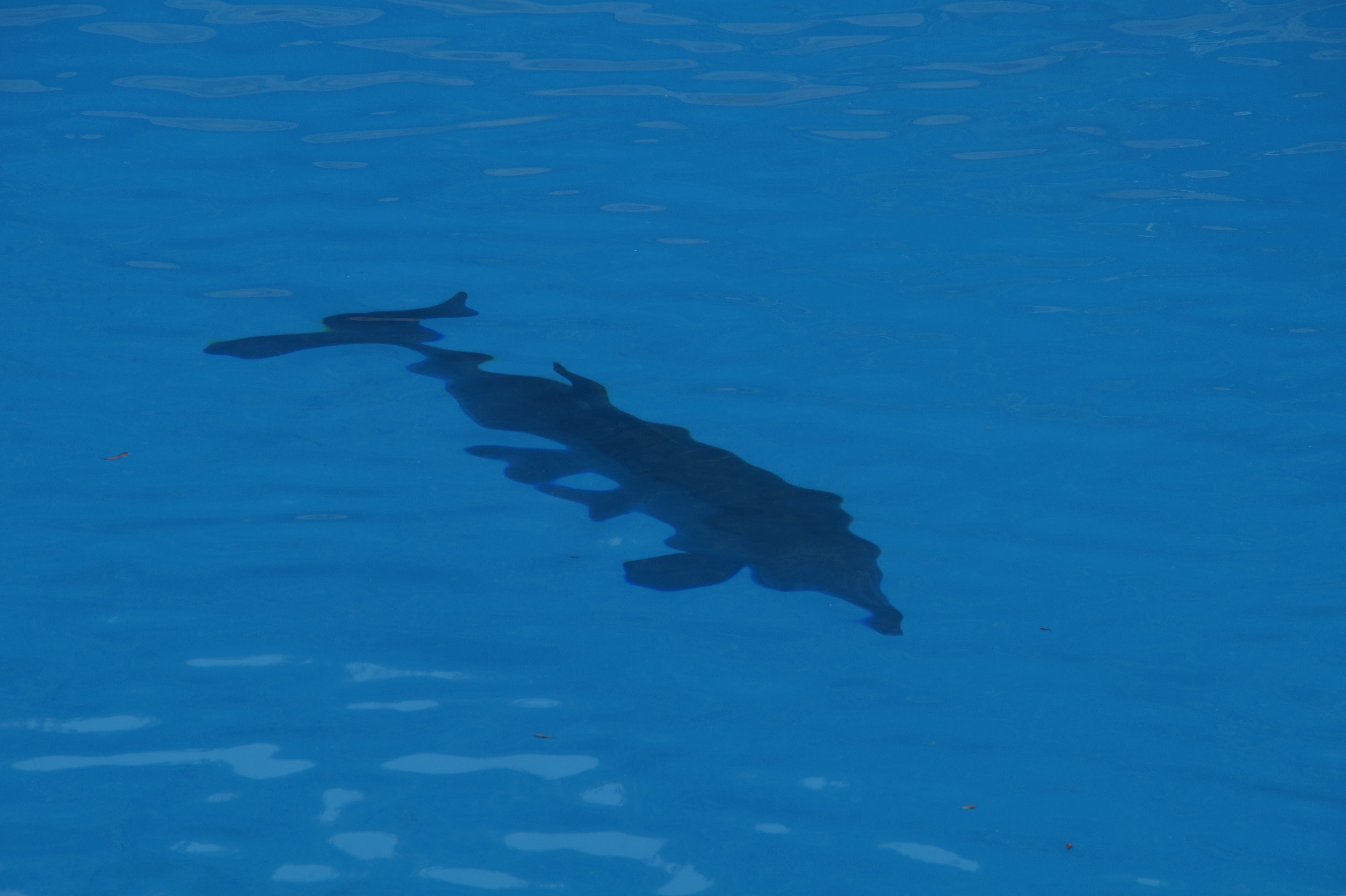 dive, animal, 5K, submerged, fish, mammals, sea life, fin, beauty in nature, underwater world, swimming, animal themes, underwater, dolphin, undersea, HD Wallpaper