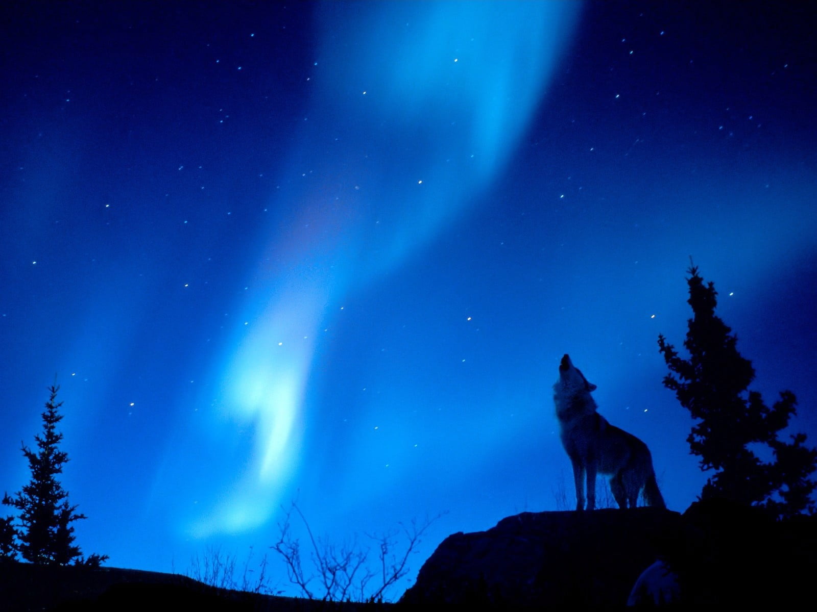 domestic animals, arctic, astronomy, dark, moonlight, forest, beauty In Nature, snow, winter, space, lights, mammal, domestic, scenics - nature, galaxy, HD Wallpaper