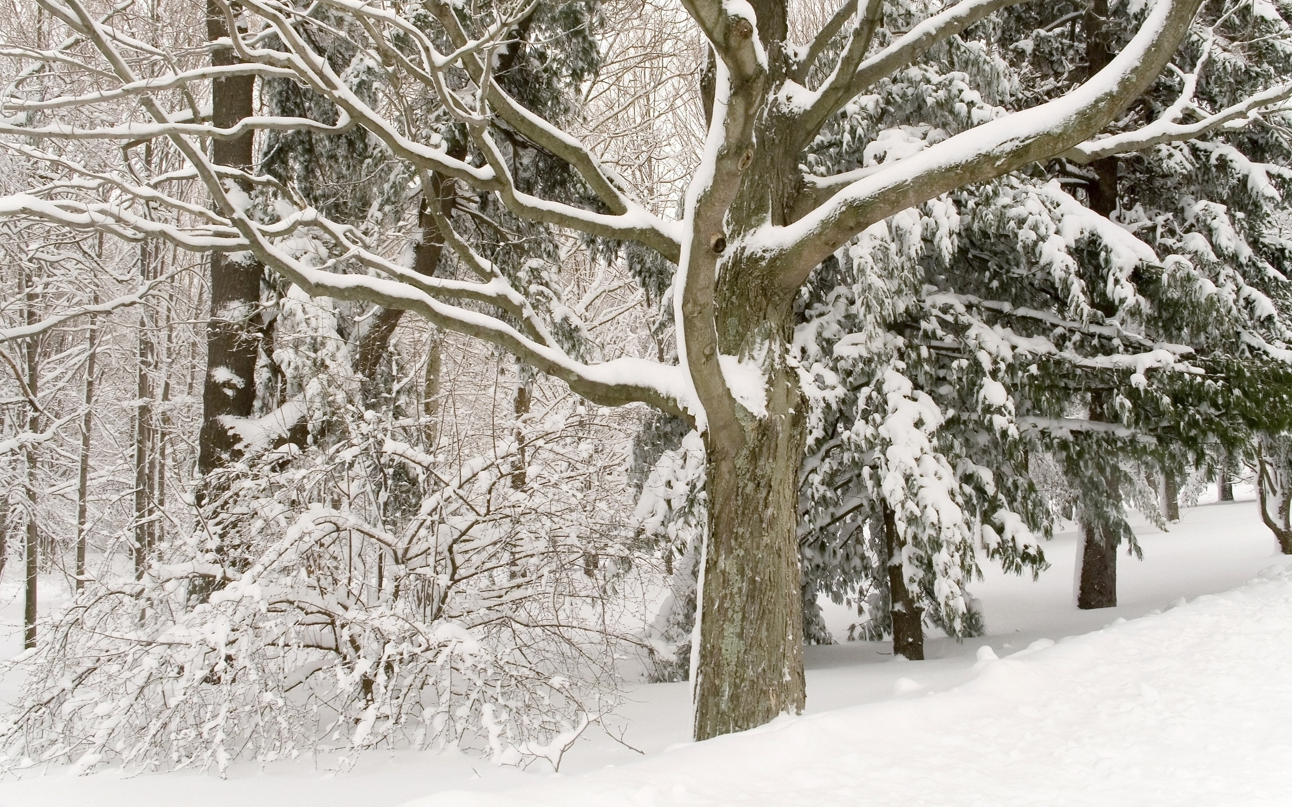 white, 2K, lanscape, trees, snow, nature, background, HD Wallpaper