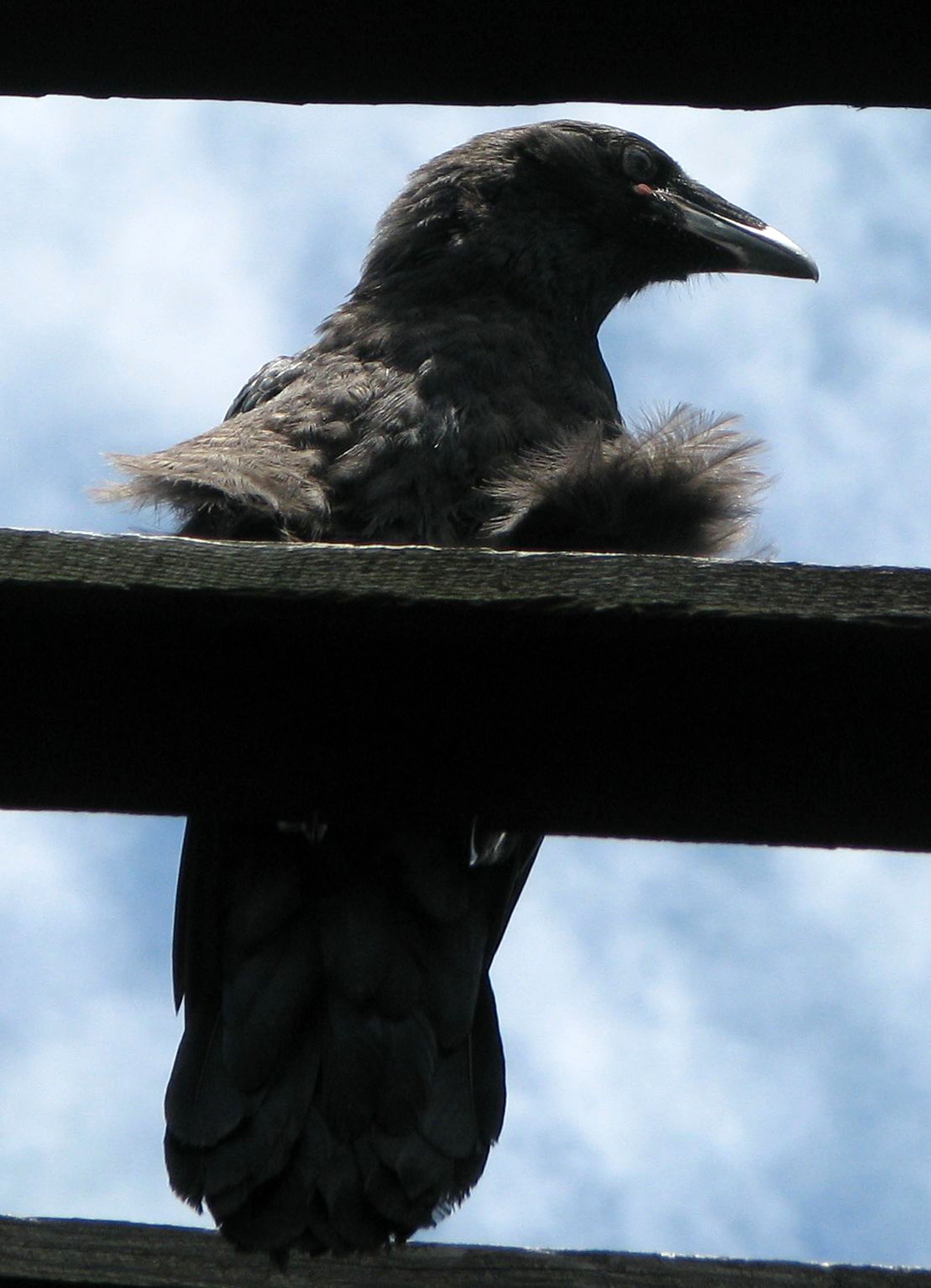 railing, vertebrate, no people, canada, ontario, moneymore, sky, animal themes, animal wildlife, perching, one animal, silhouette, day, close-up, ravenling, Phone HD Wallpaper