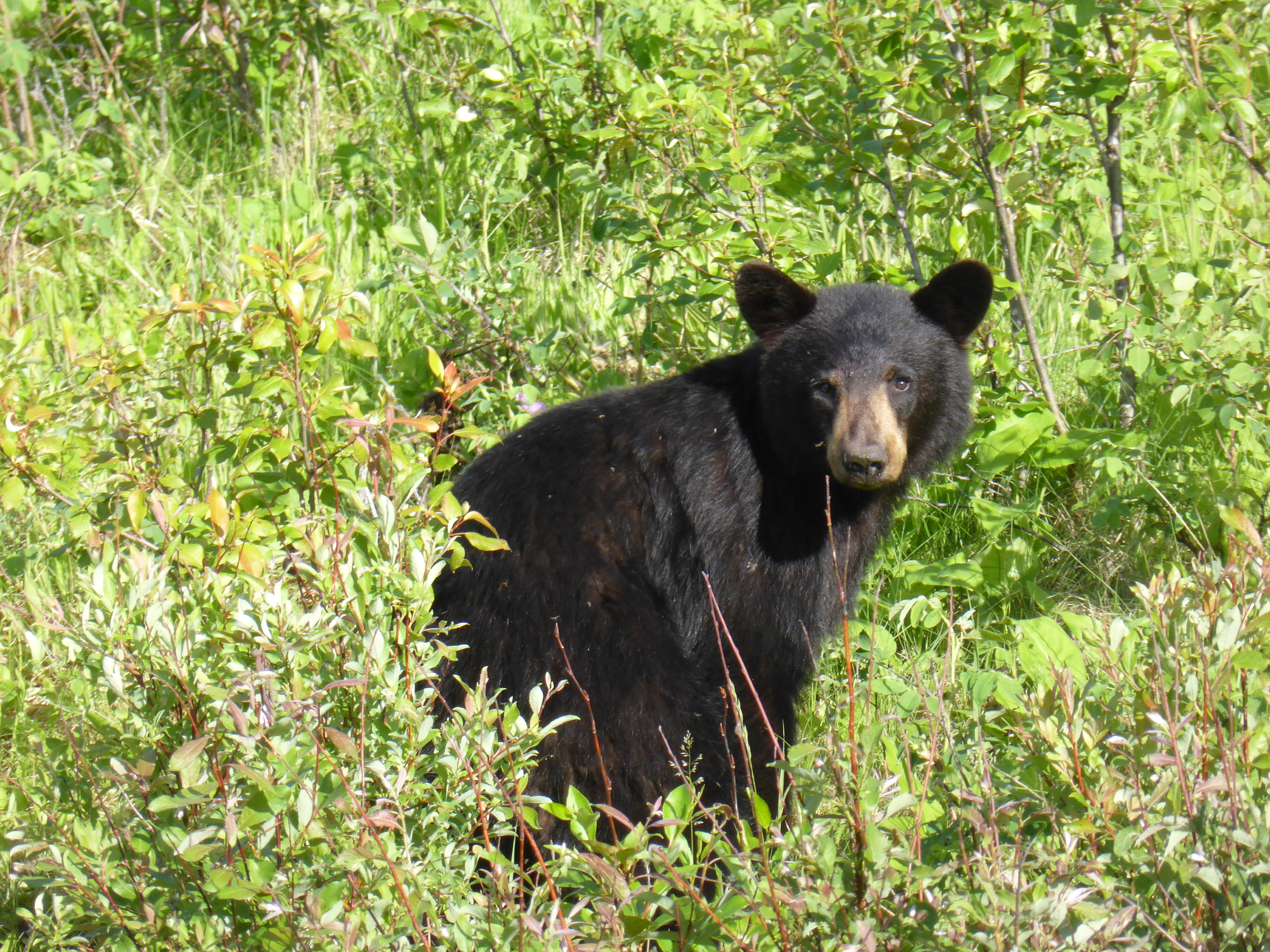 bear, growth, forest, animal wildlife, canada, northern ontario, sitting, land, vertebrate, field, day, plant, mammal, animal themes, 4K, cute, grizzly, HD Wallpaper