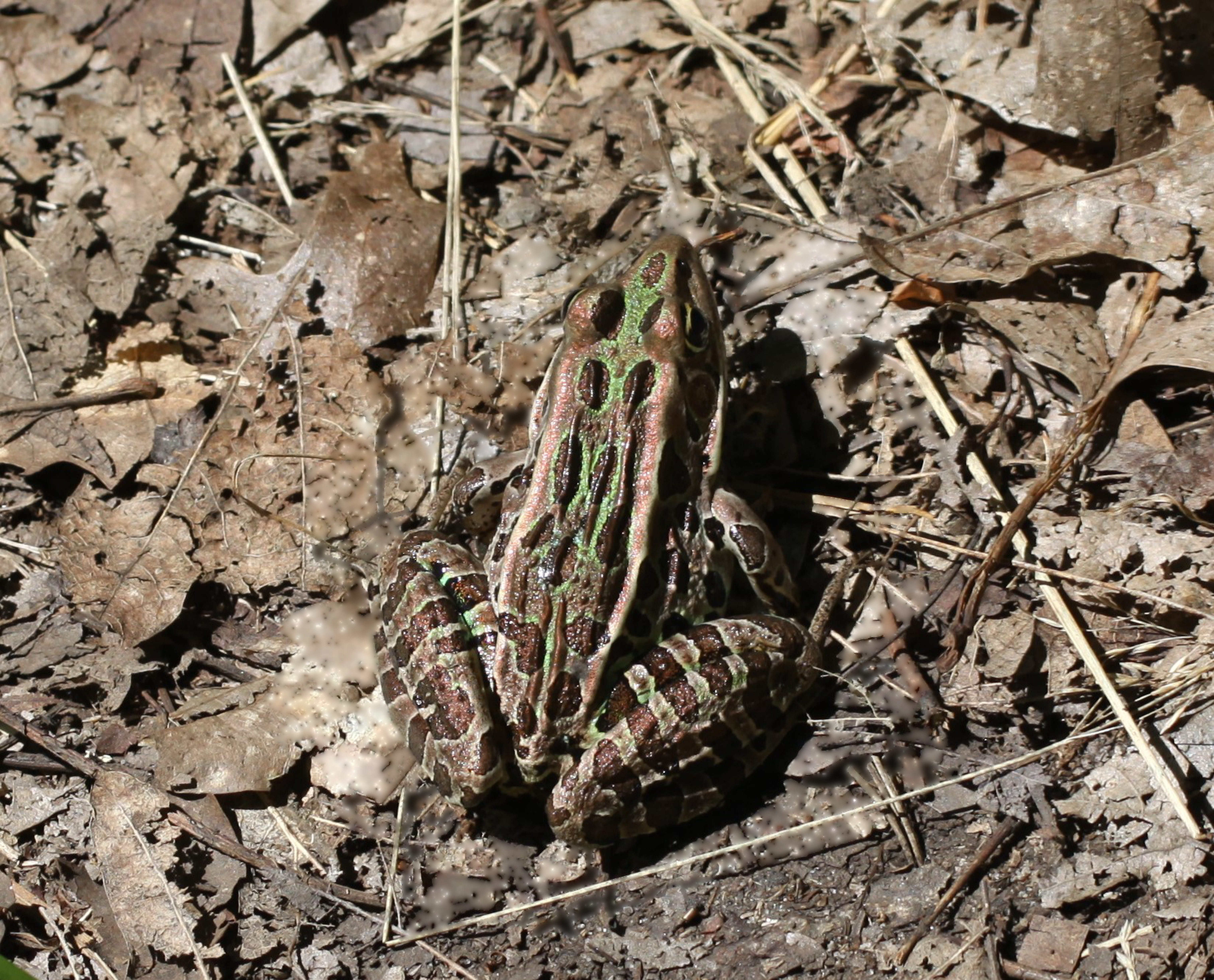 land, animal, 5K, dirt, stick - plant part, animal wildlife, amphibians, copper, ontario, close-up, dry, georgian bay, outdoors, leaf, northern leopard frog, HD Wallpaper