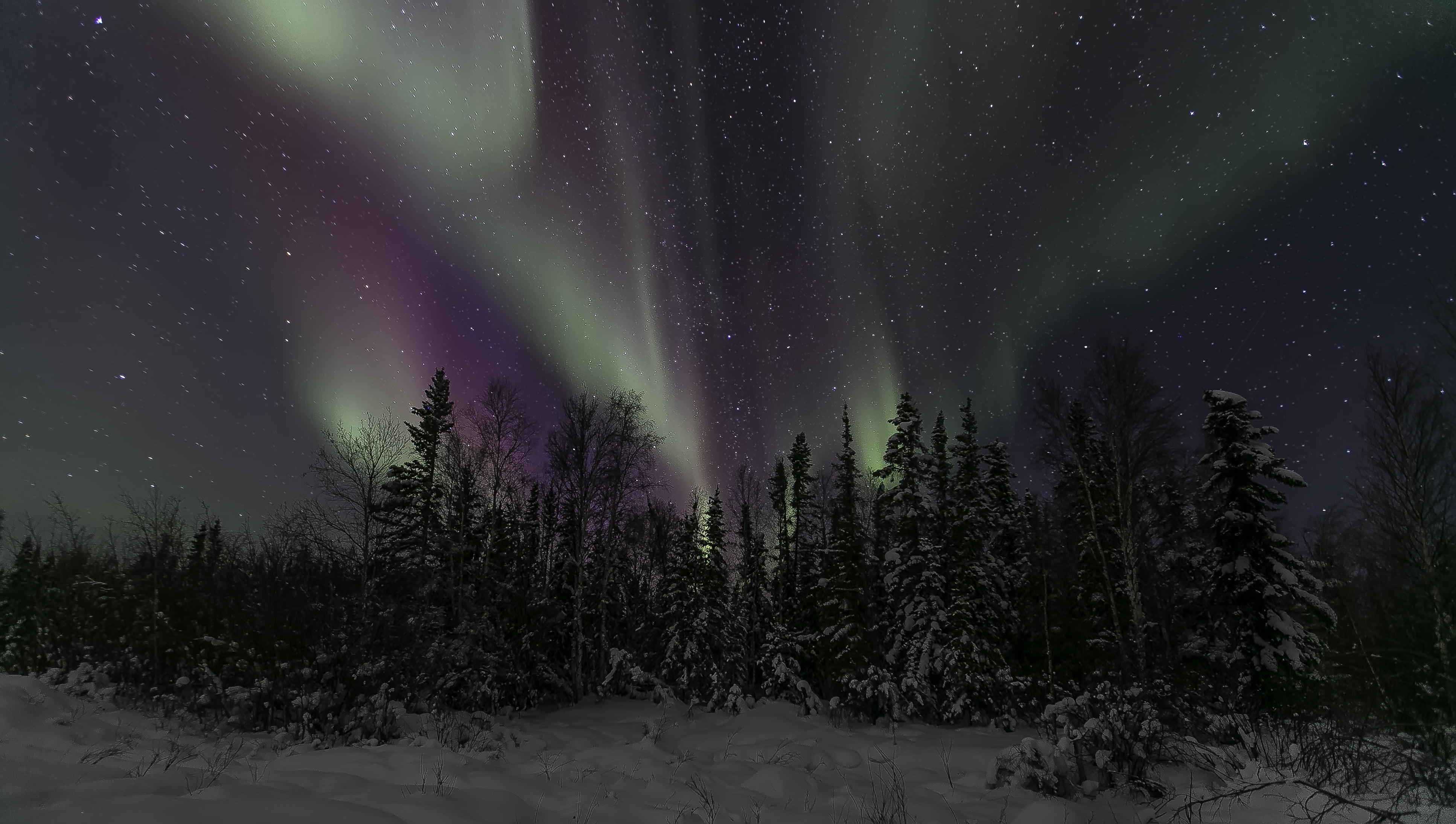 stars, space, trees, astronomy, non-urban scene, snow, scenics - nature, green color, plant, nature, tree, no people, Northern Canada, sky, the sky, star - space, HD Wallpaper