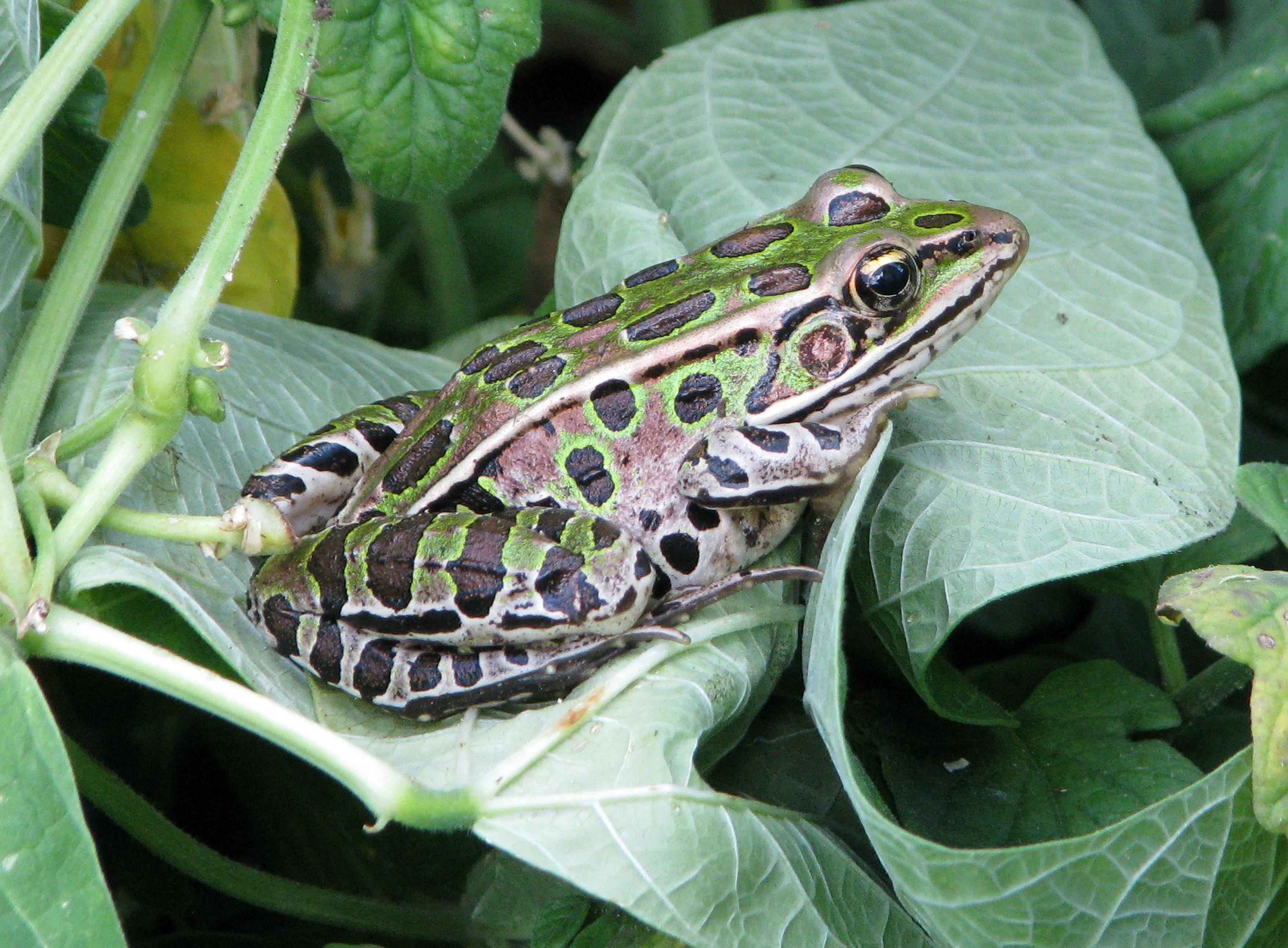 2K, no people, one animal, vertebrate, common lawn frog, rana pipiens, day, nature, medical frog, garden frog, green color, animals in the wild, plant, HD Wallpaper
