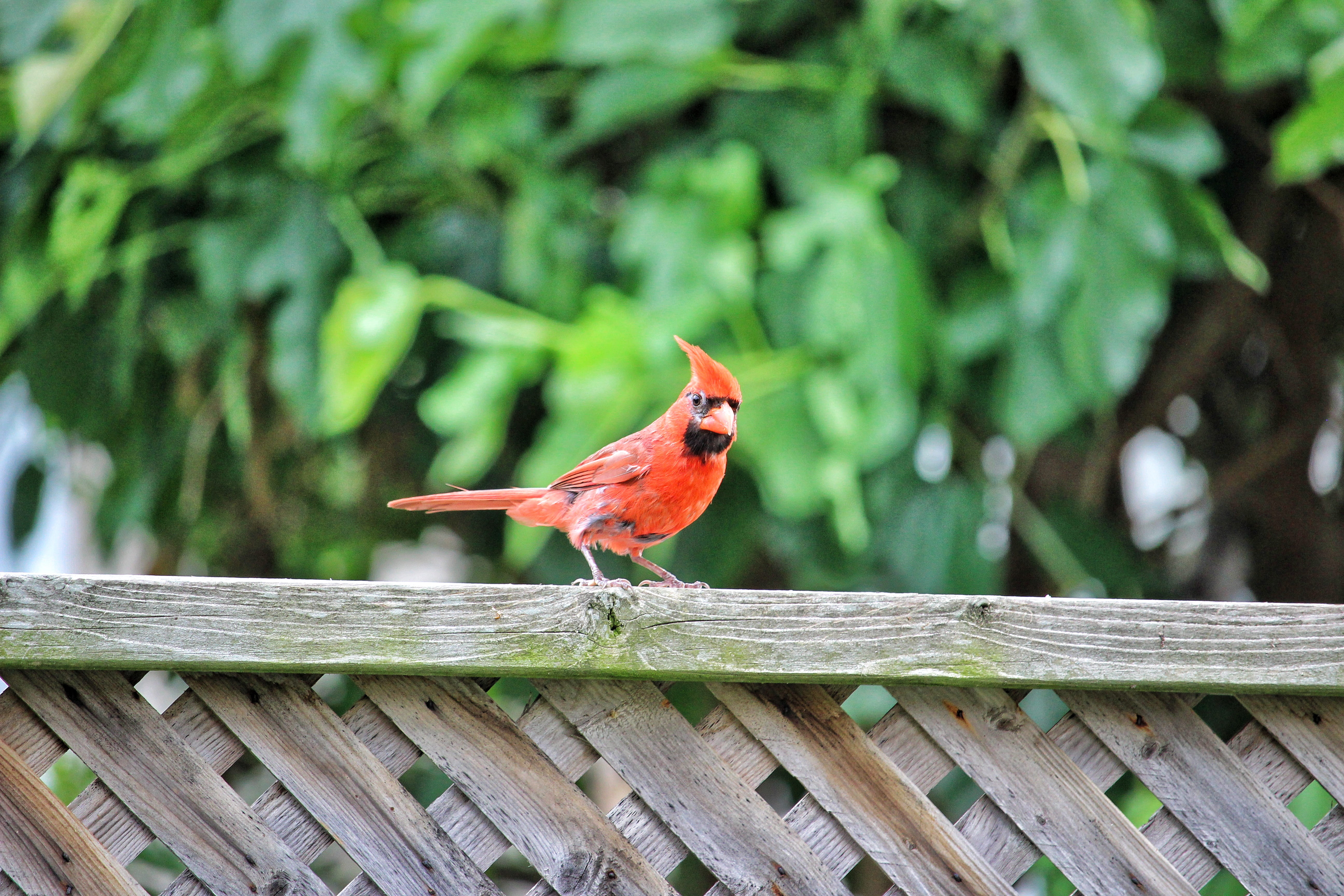 animal themes, red, canada, feather, forest, barrier, fence, green color, mississauga, day, cardinals, animal wildlife, animals, bird watch, canon, northern cardinal, HD Wallpaper