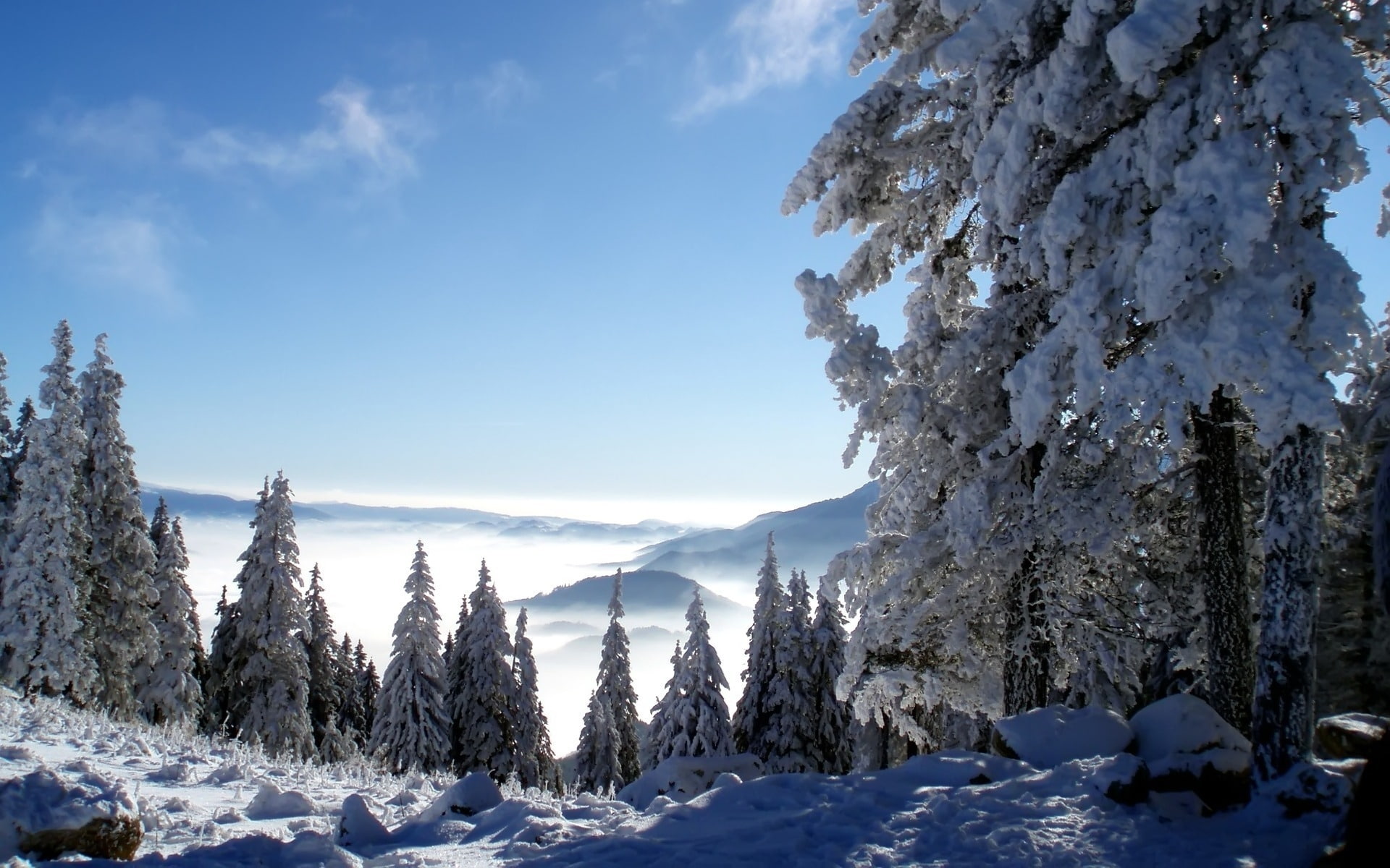 1080P, background, snow, lanscape, loaded, trees, HD Wallpaper