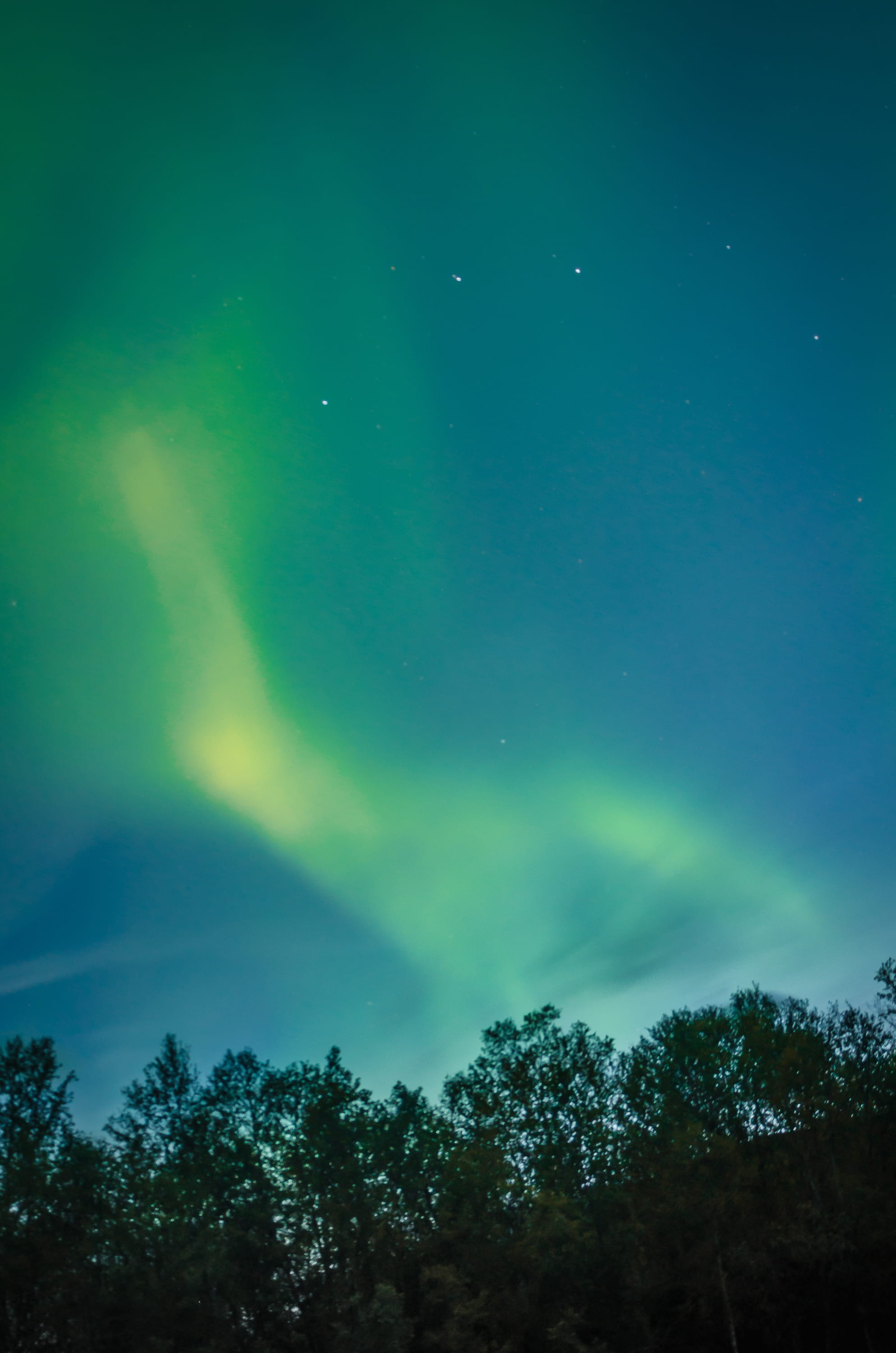tree, cloud - sky, 2K, trees, sky, low angle view, abisko, growth, aurora, idyllic, plant, tranquility, polar, astronomy, hiking, natural phenomenon, beauty in nature, Phone HD Wallpaper