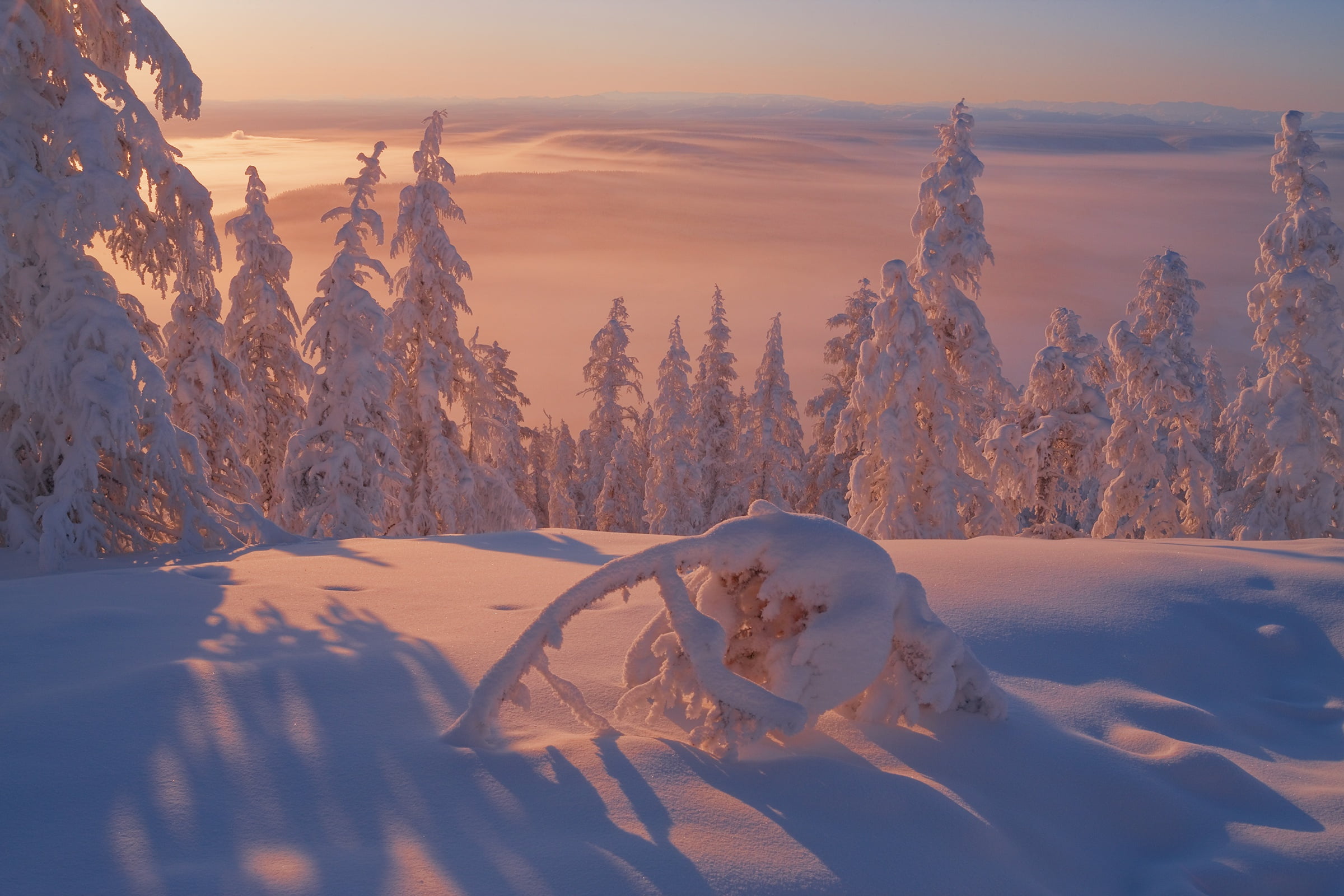 snow, Vladimir Ryabkov, winter, the snow, Russia, Oymyakonsky district, Yakutia, ate, trees, 1080P, HD Wallpaper