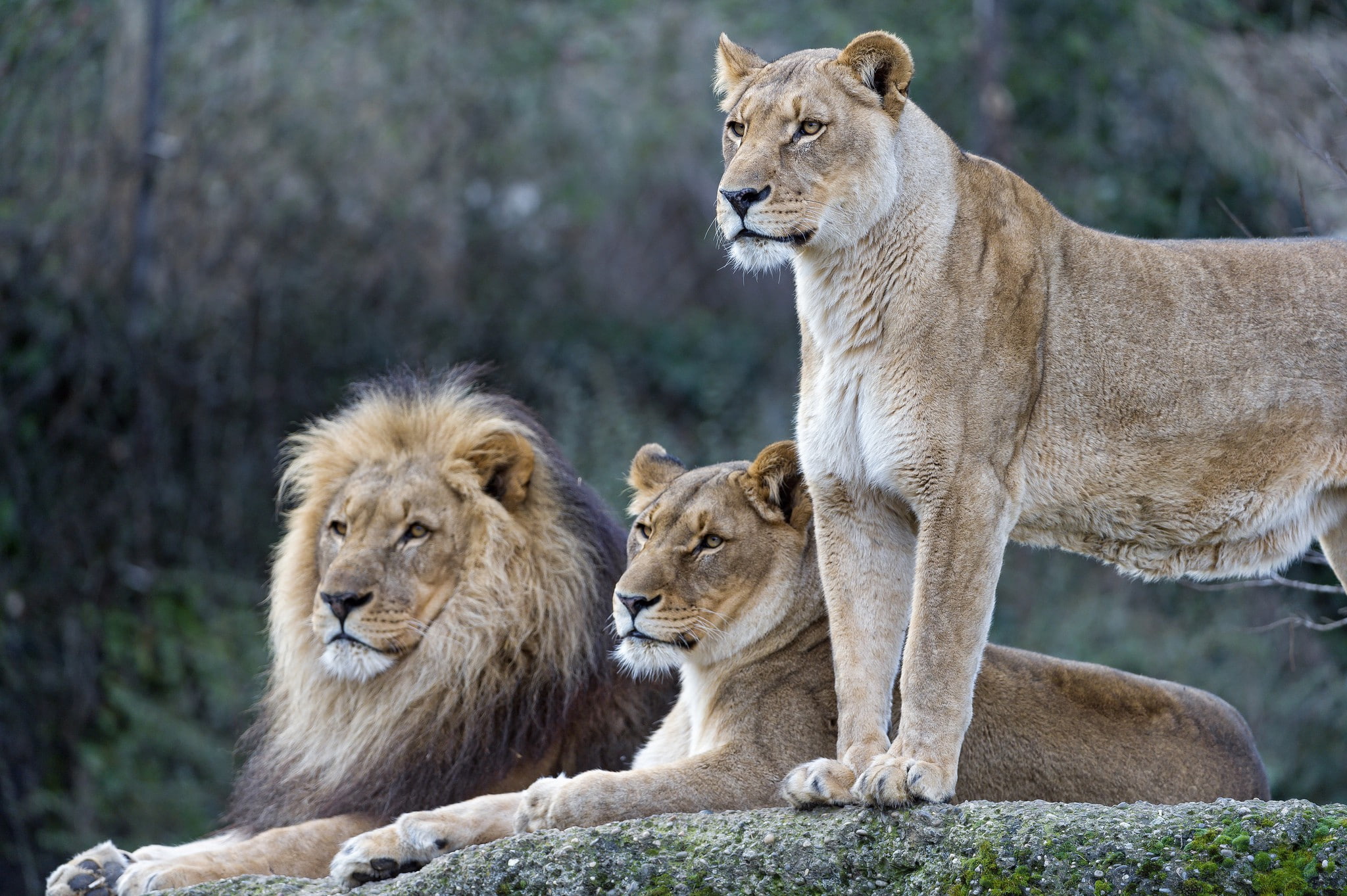 family, hd walpaper, Nature, tigers, 1080P, HD Wallpaper