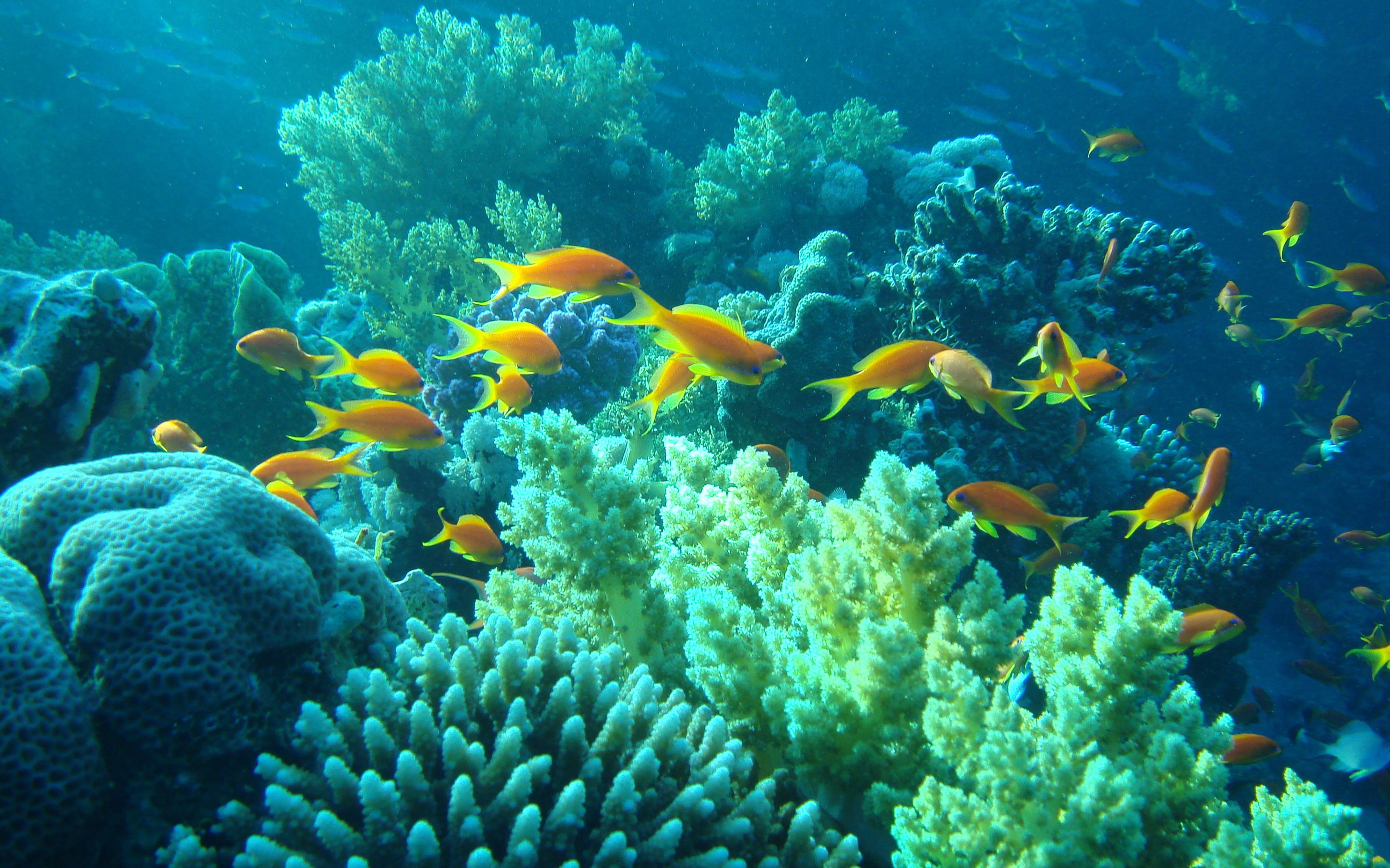 fish, Coral, 2K, sea, animals, hd animals walpaper, 2880x1800, Animal, HD Wallpaper